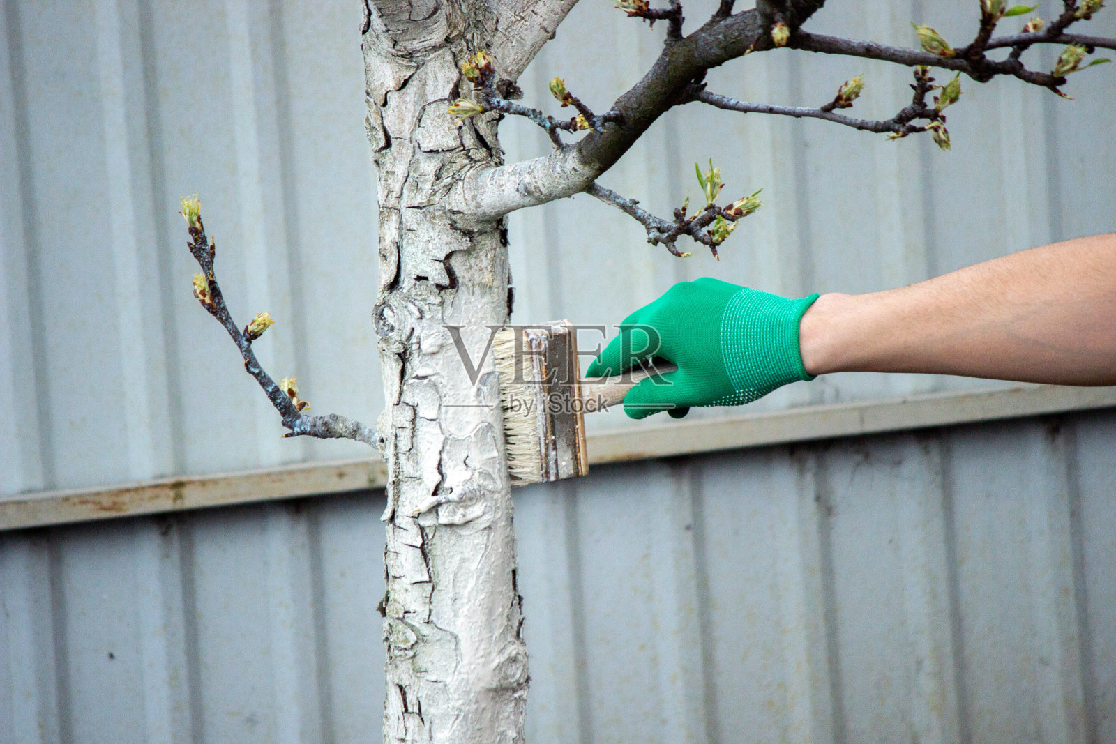 一个人在春天粉刷花园里的树。有选择性的重点照片摄影图片