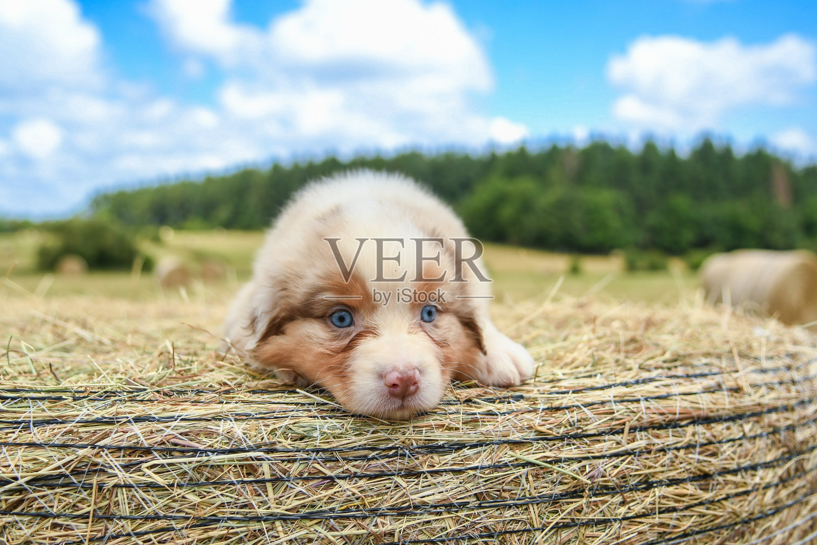 自然界中的澳大利亚牧羊犬照片摄影图片