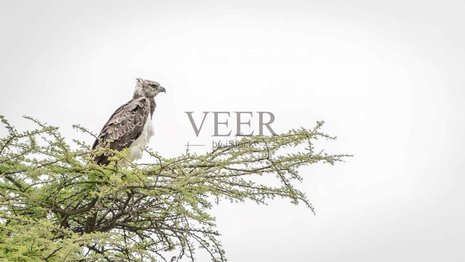 在非洲坦桑尼亚的塞伦盖蒂国家公园，一只雌鸨坐在树顶上眺望照片摄影图片