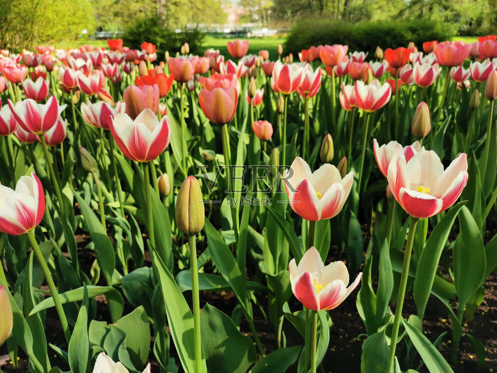 白色带红色条纹的外面和纯白色的内部郁金香。埃拉金岛上的郁金香节。照片摄影图片