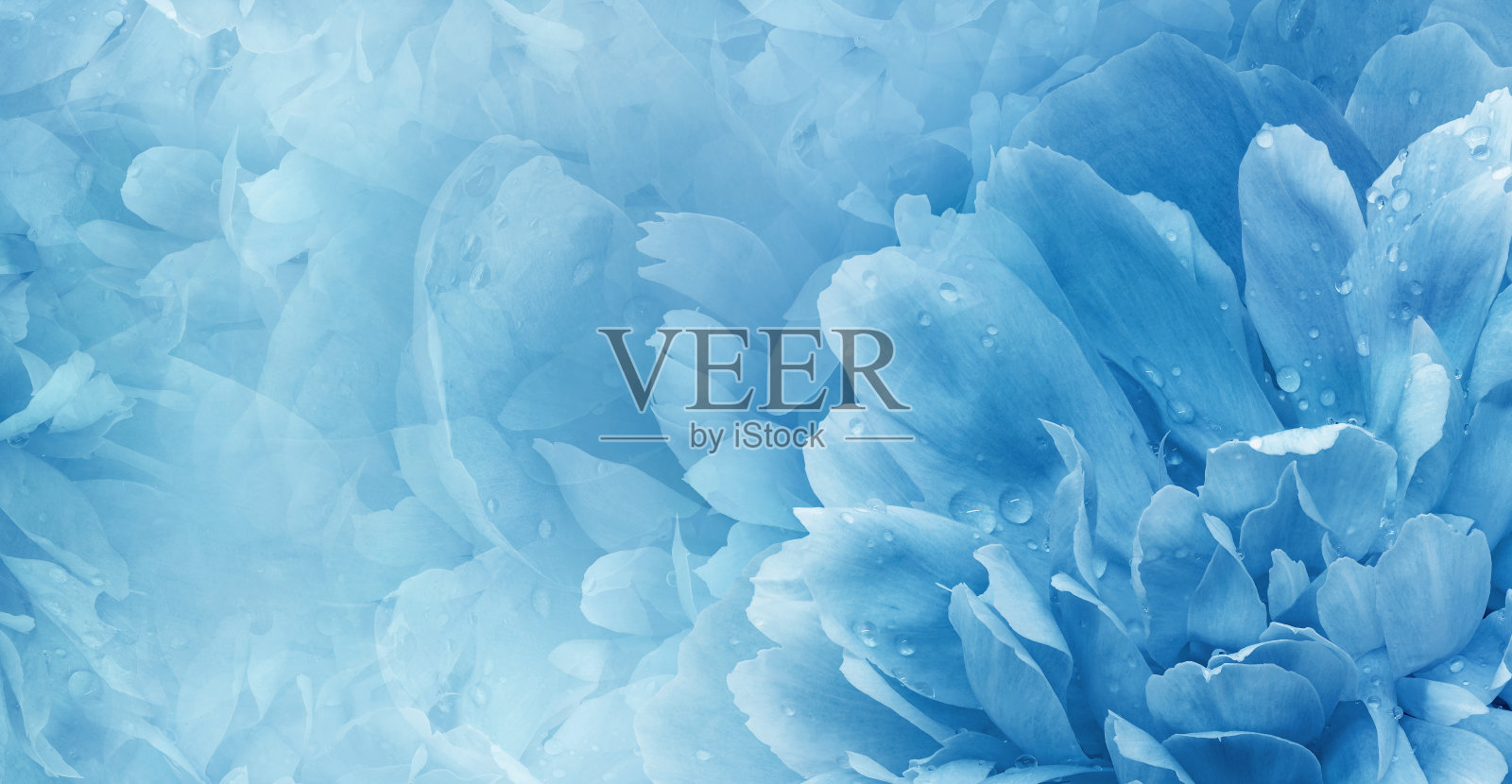 花的背景。牡丹和花瓣的花朵。特写镜头。大自然。照片摄影图片