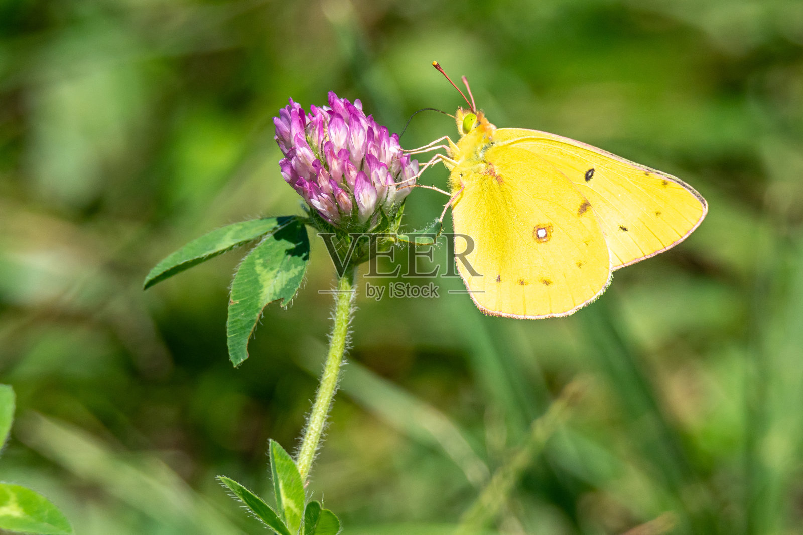 一朵蓟花上的黄蝶照片摄影图片