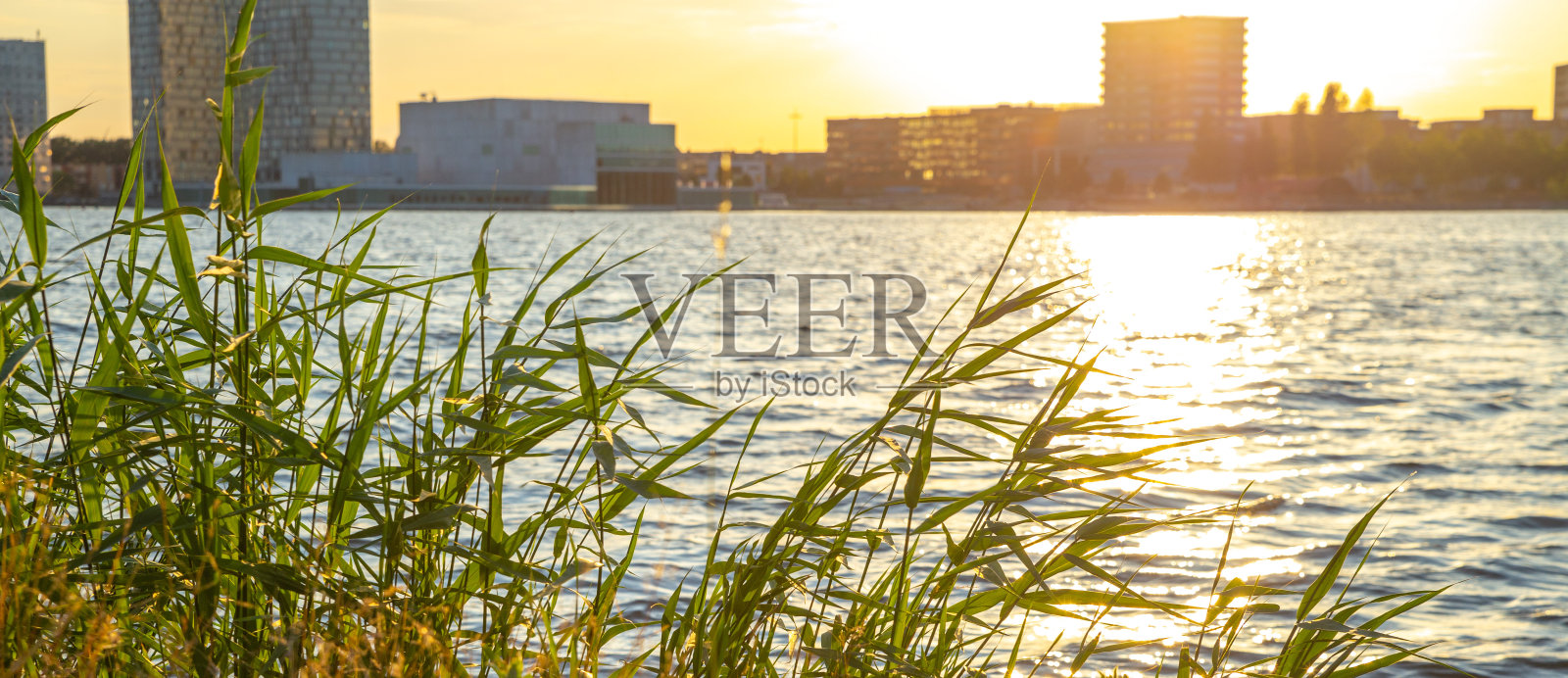 海滨日落景观，植物和波光粼粼的水，背景是模糊的城市景观，阿尔米尔，荷兰照片摄影图片