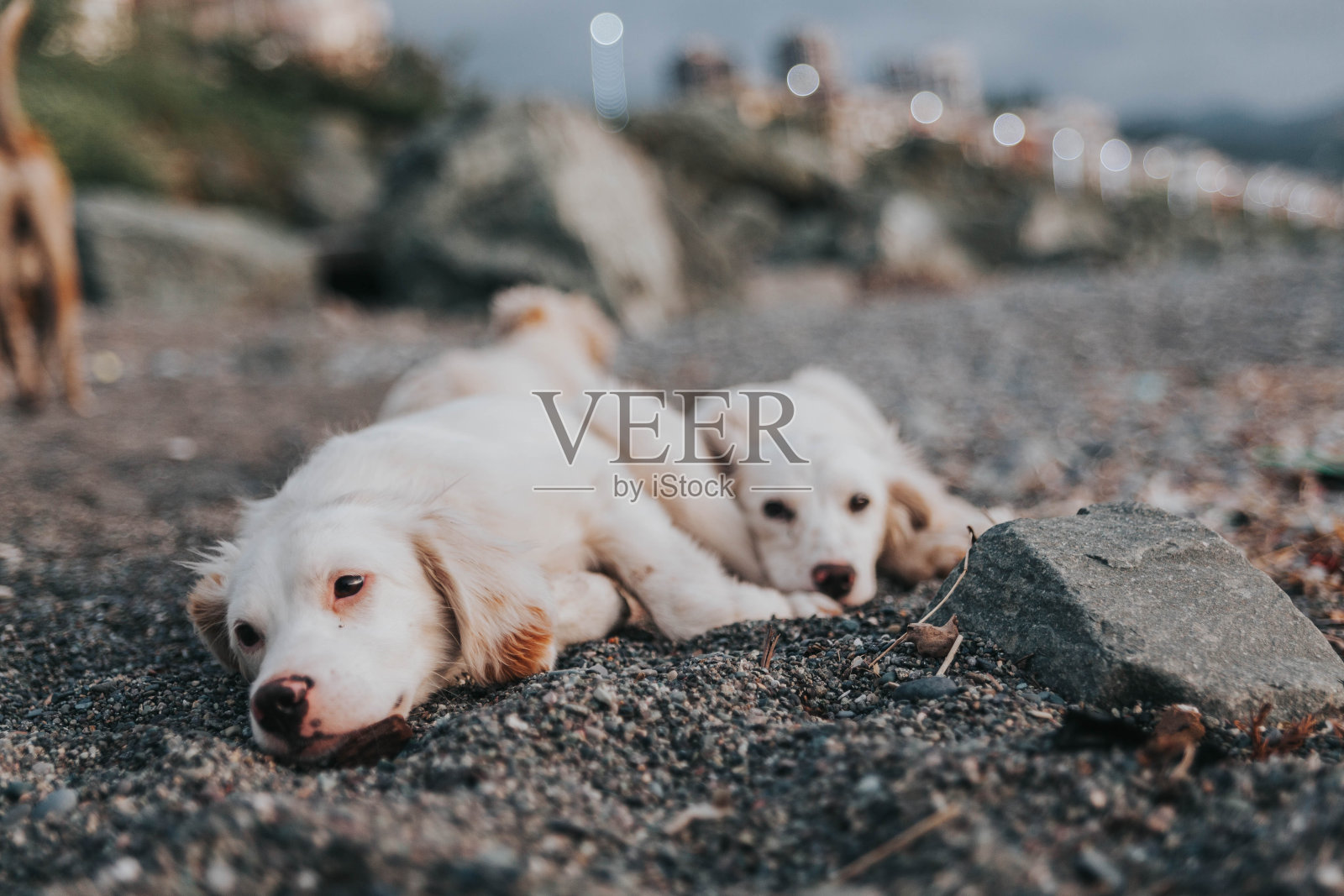 白色的小狗照片摄影图片