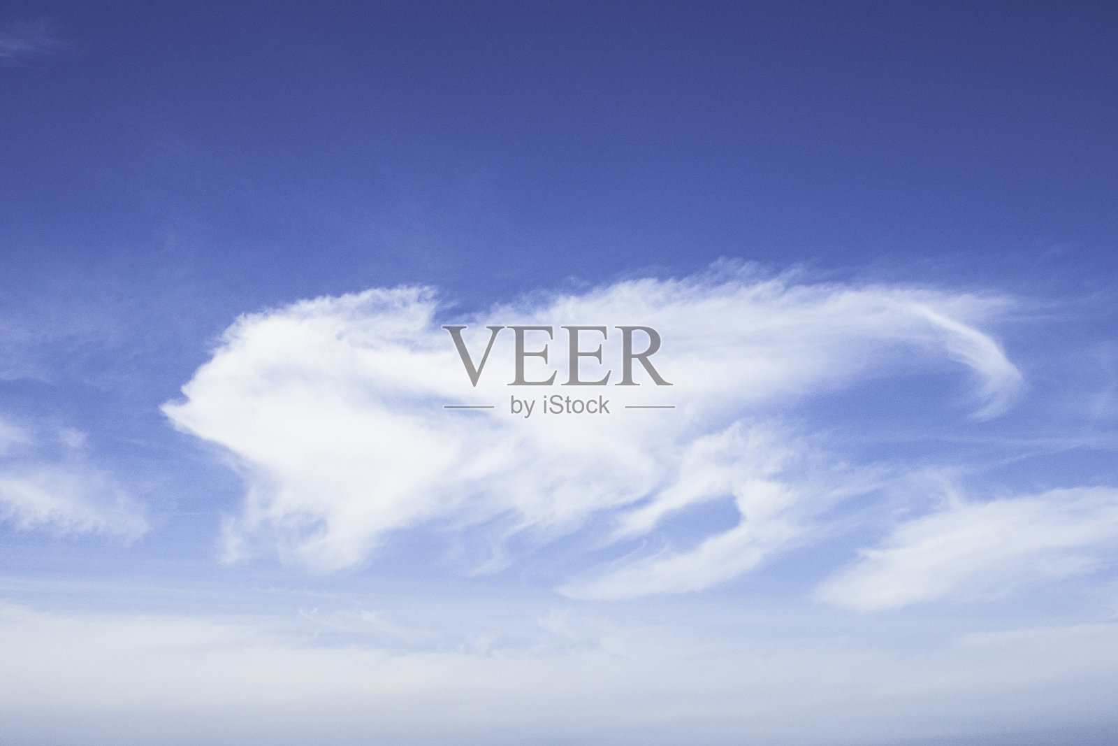 件的猫照片摄影图片