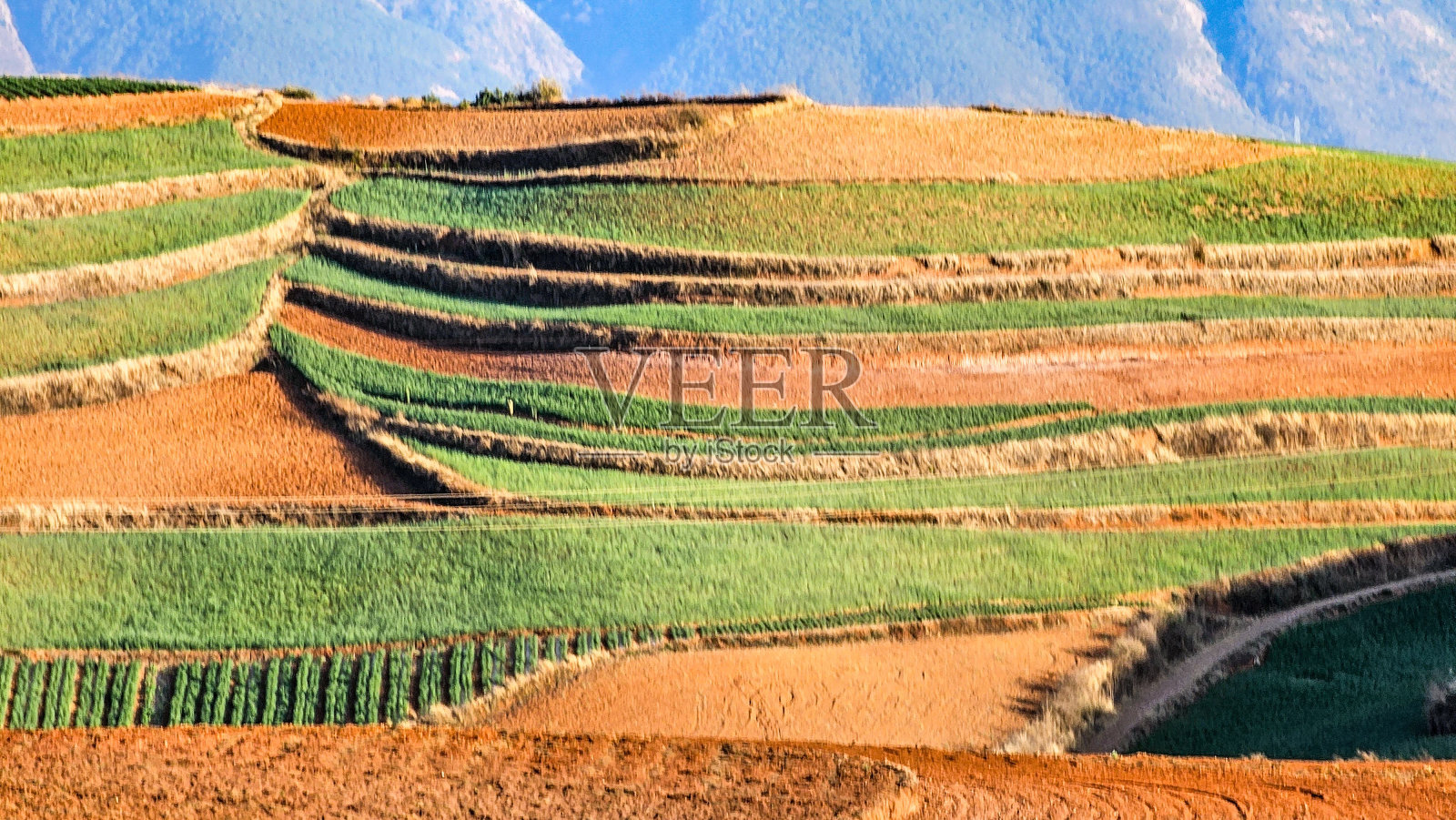中国昆明岳浦山区的农田，农田两侧都是田地照片摄影图片