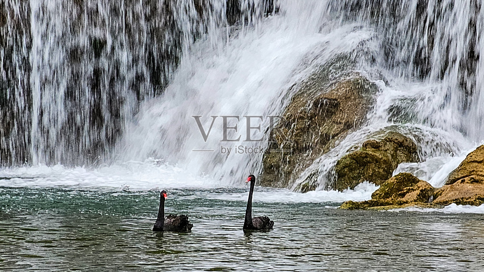 在中国的九龙瀑布，黑天鹅优雅地游过瀑布照片摄影图片