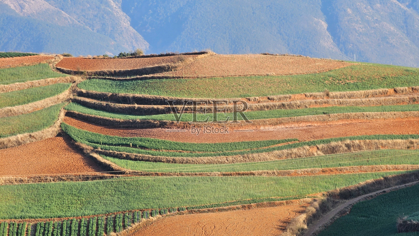 中国昆明岳浦的梯田草地山坡照片摄影图片