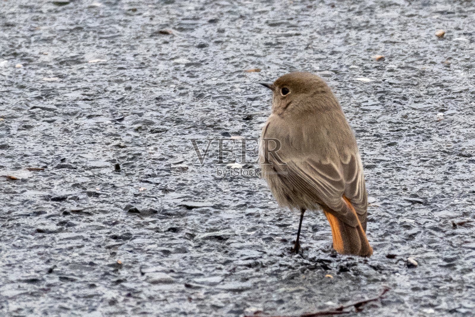 罗宾在旧柏油路上照片摄影图片