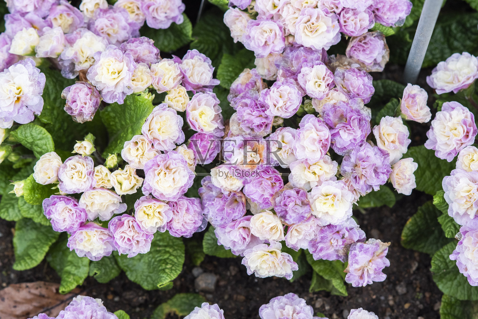 春天的报春花在花园里盛开。照片摄影图片