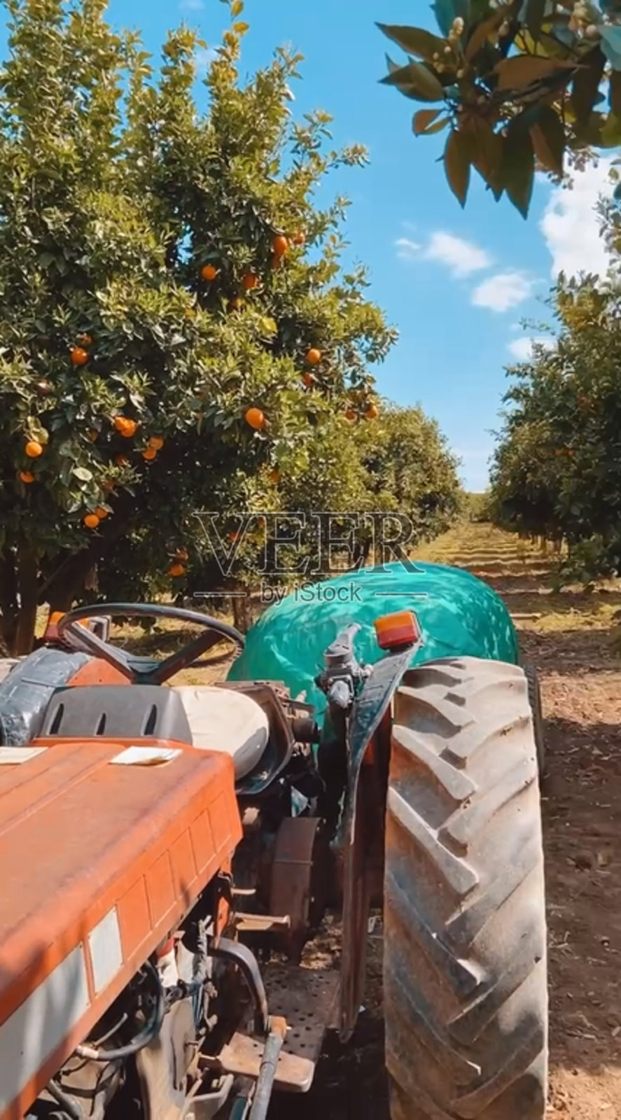 橙子种植园上的火鸡拖拉机照片摄影图片