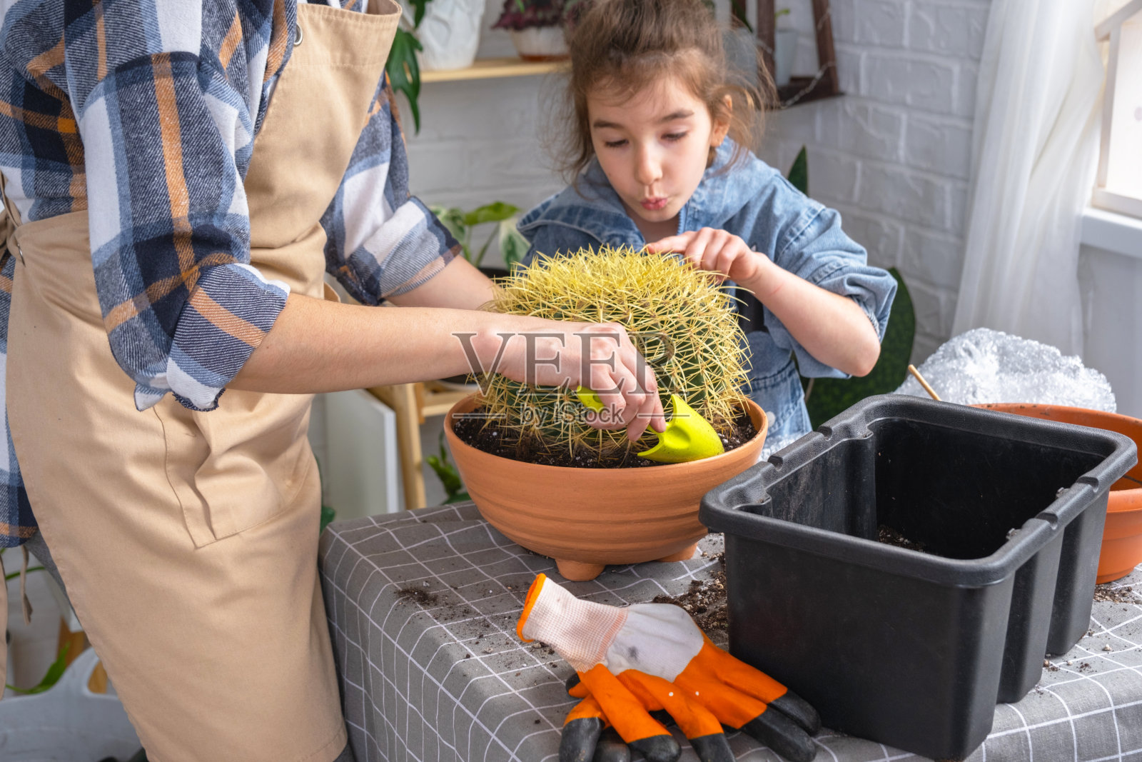 妈妈和女儿害怕被仙人掌刺到，女孩摸了摸刺。将过度生长的家庭植物大刺仙人掌(Echinocactus Gruzoni)重新盆栽到更大的花盆中。照片摄影图片