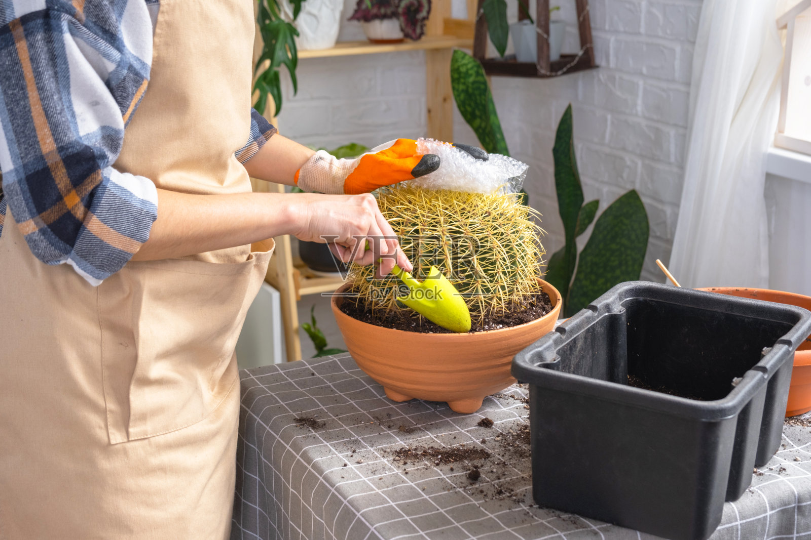 将过度生长的刺猬球换盆到更大的新盆中。一位戴着防护手套的女人用气泡膜包裹着一个仙人掌，以免扎伤自己照片摄影图片