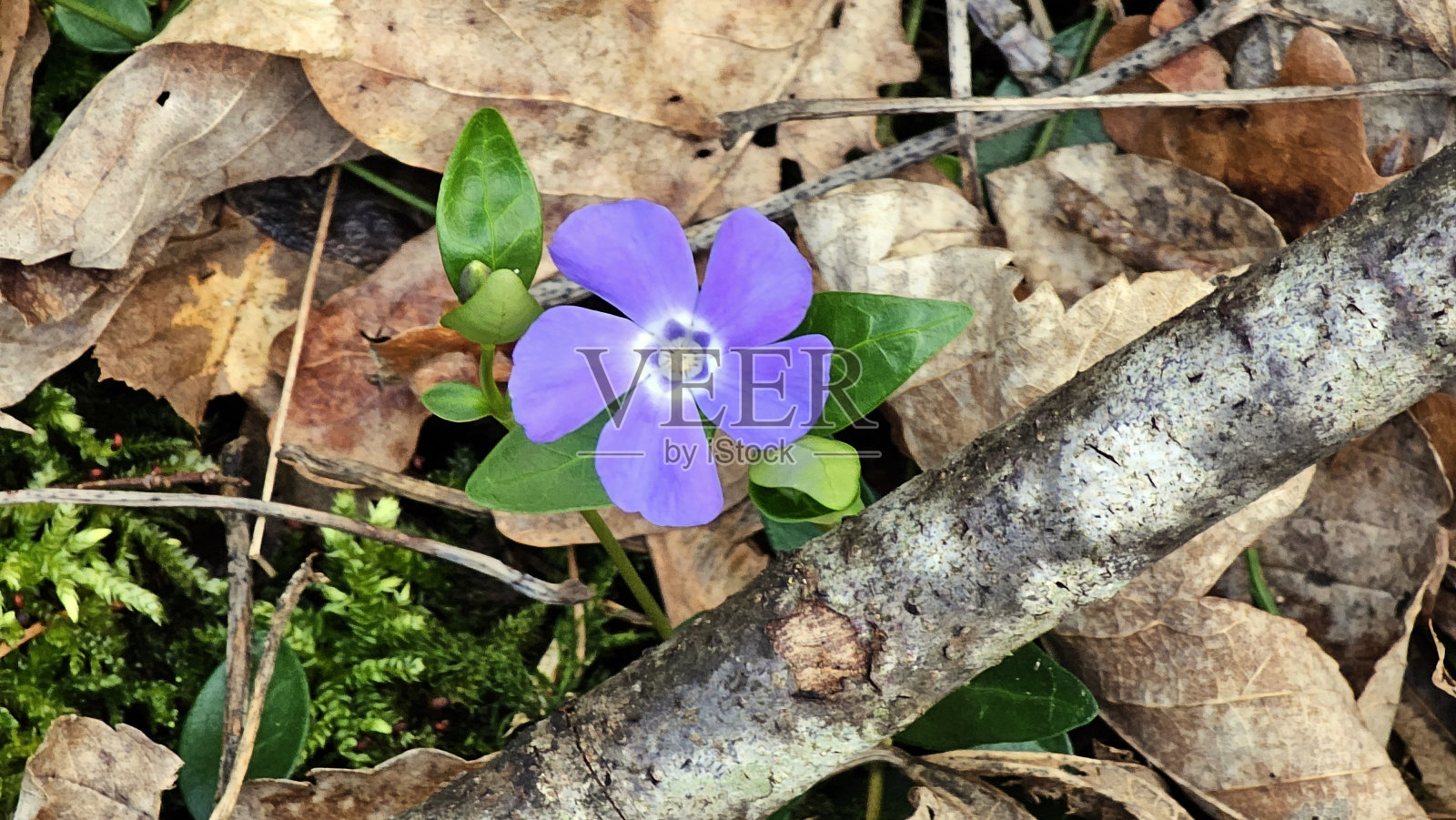 娇嫩的春花照片摄影图片