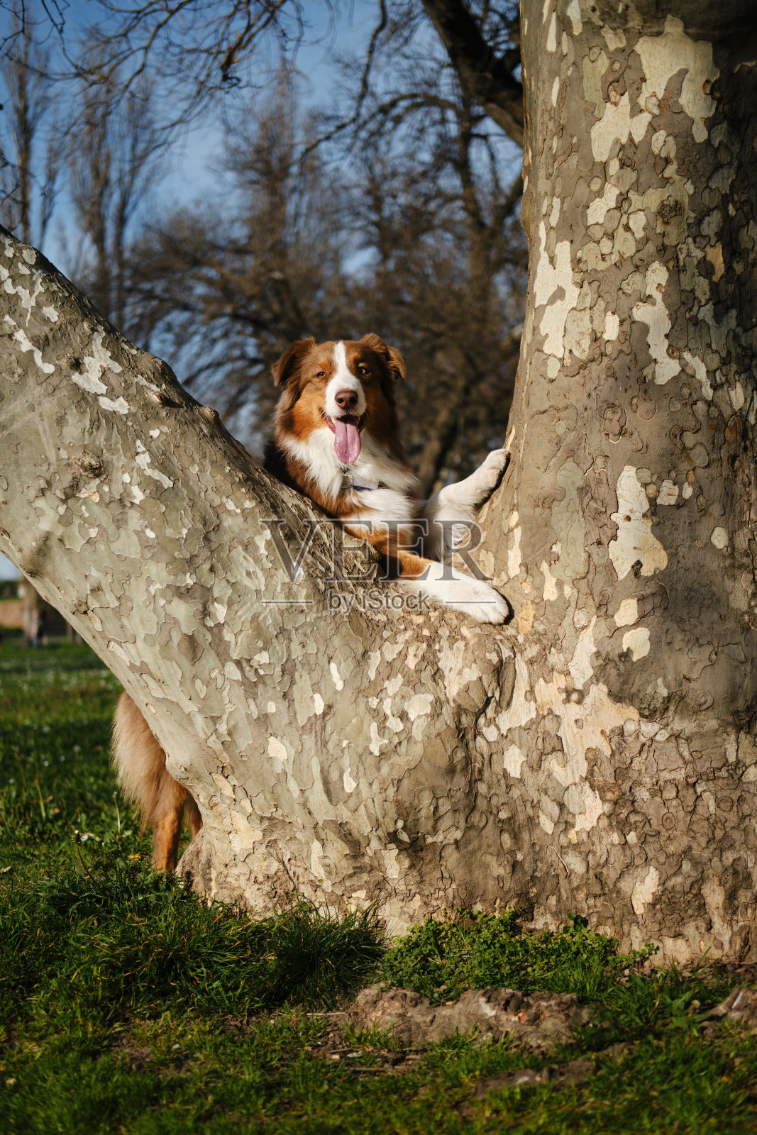 在春天的公园里，棕色毛茸茸的可爱狗澳西把它的前爪放在树干上，正在摆姿势。在阳光明媚的日子里，澳大利亚牧羊犬红色三色正在散步，露出快乐的笑容。照片摄影图片