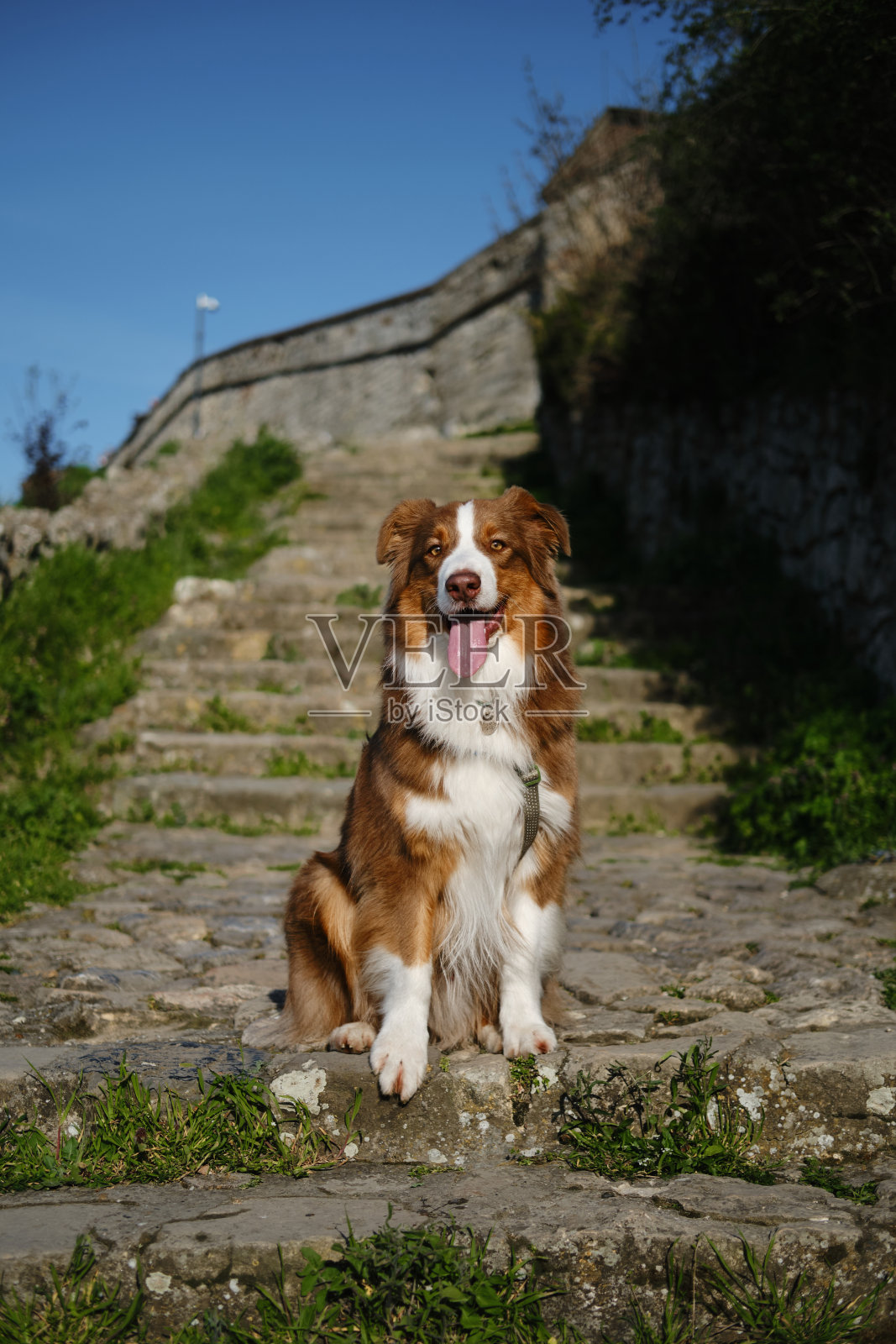 在一个阳光明媚的日子里，棕色毛茸茸的可爱狗澳西坐在一个古老的鹅卵石楼梯上。这只澳大利亚牧羊犬红色三色旗在贝尔格莱德的卡莱梅格丹公园散步，在堡垒的墙壁上摆姿势。照片摄影图片