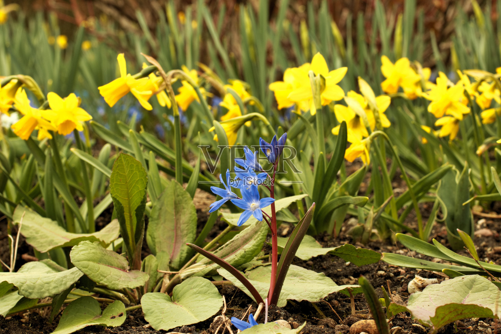 春天盛开的鲜花照片摄影图片