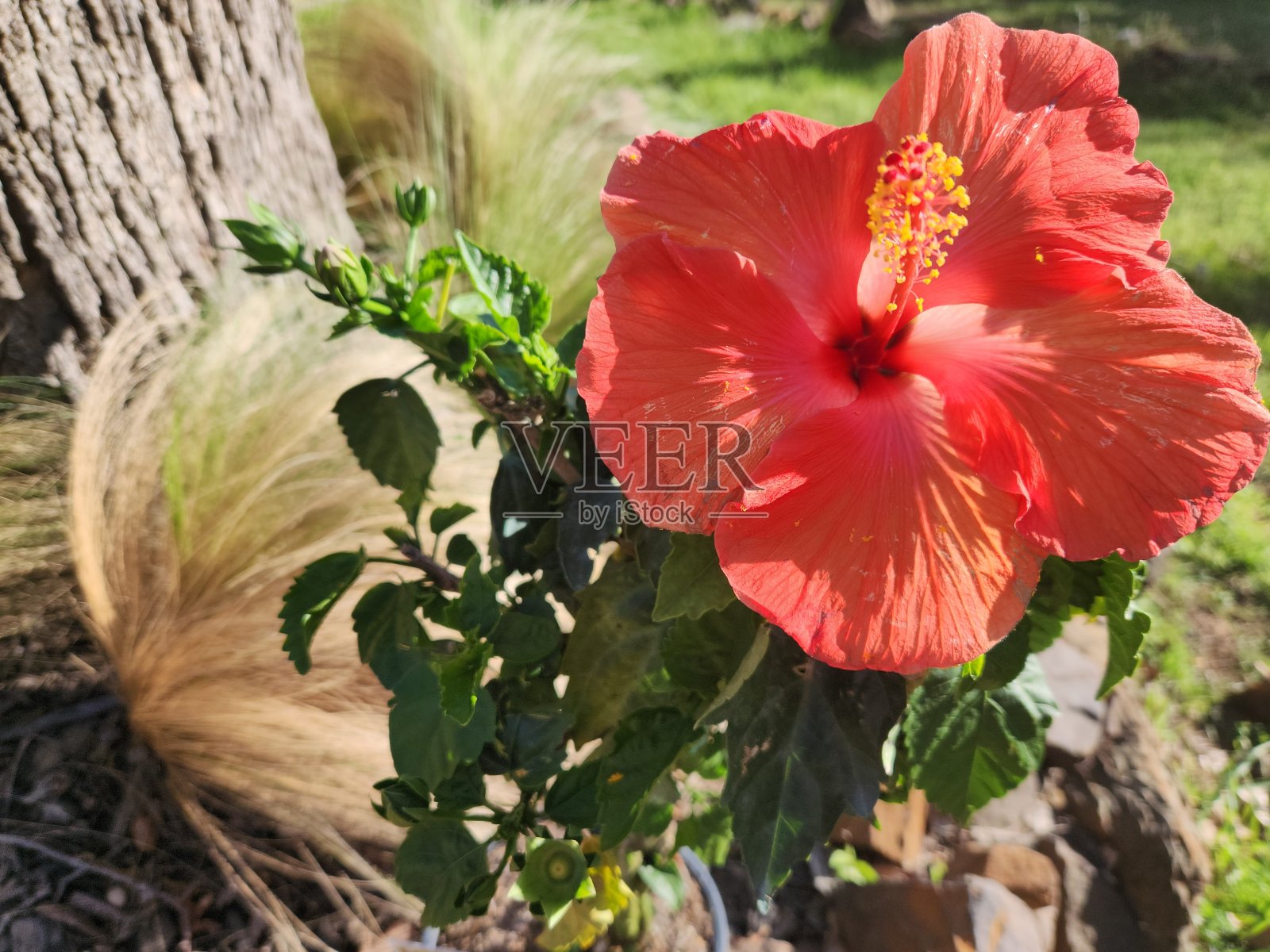 热带珊瑚粉色木槿与墨西哥羽毛草照片摄影图片