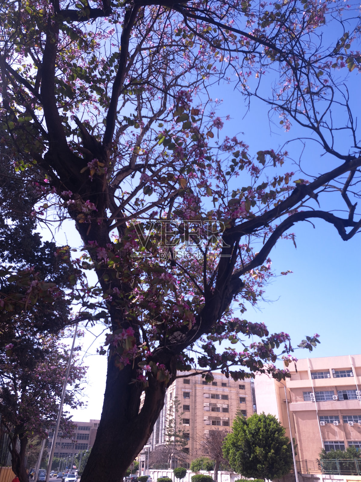 蓝天下的2024年春季照片摄影图片