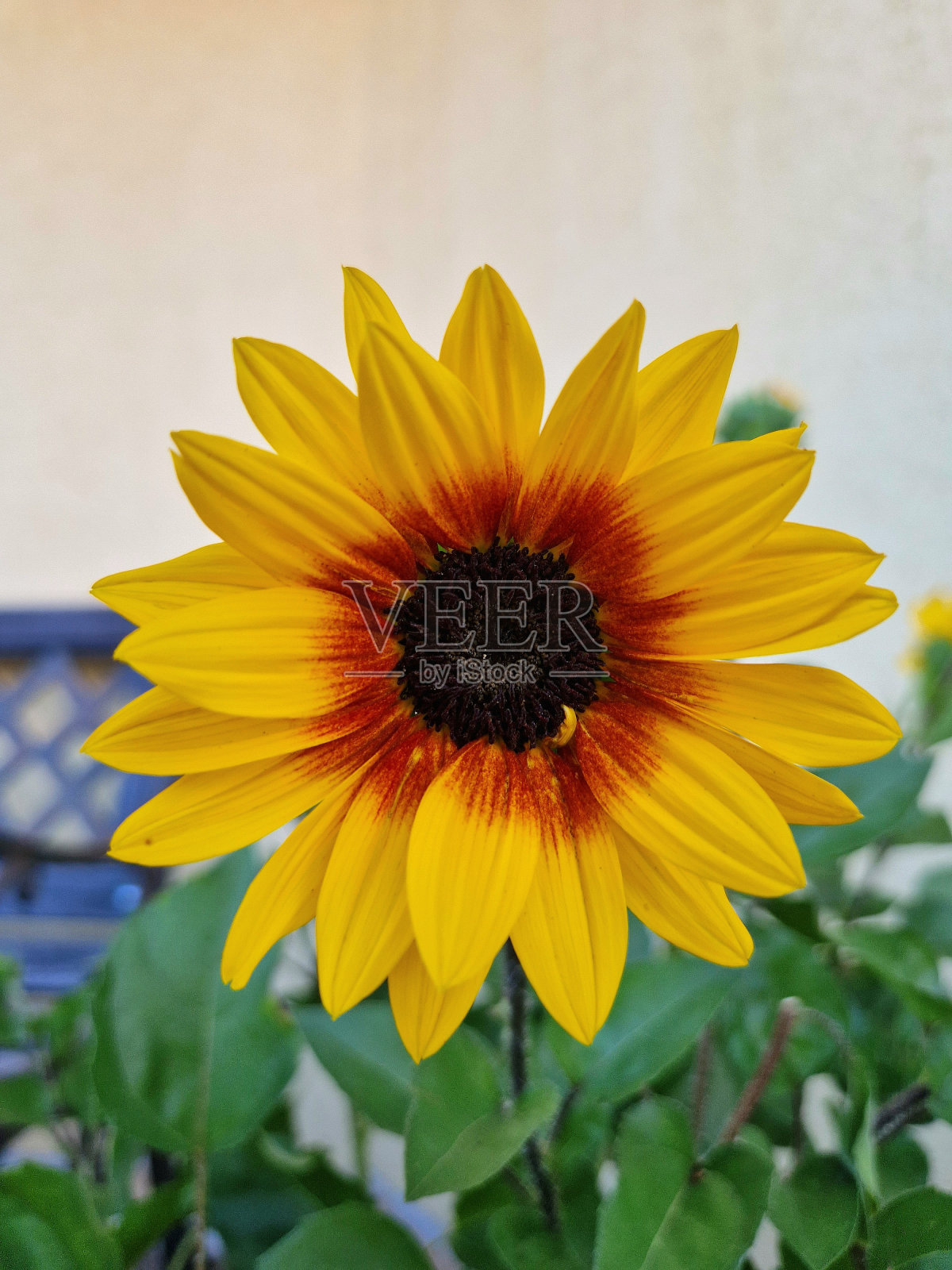 黄色的向日葵照片摄影图片