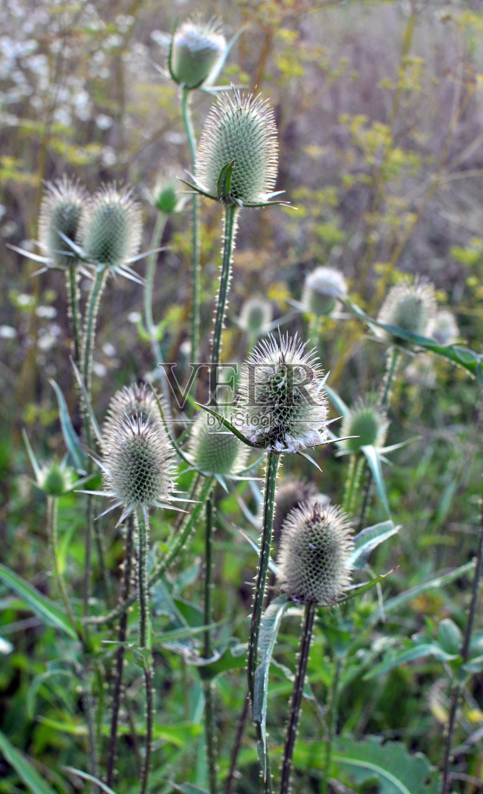 石竹生长在自然界中照片摄影图片