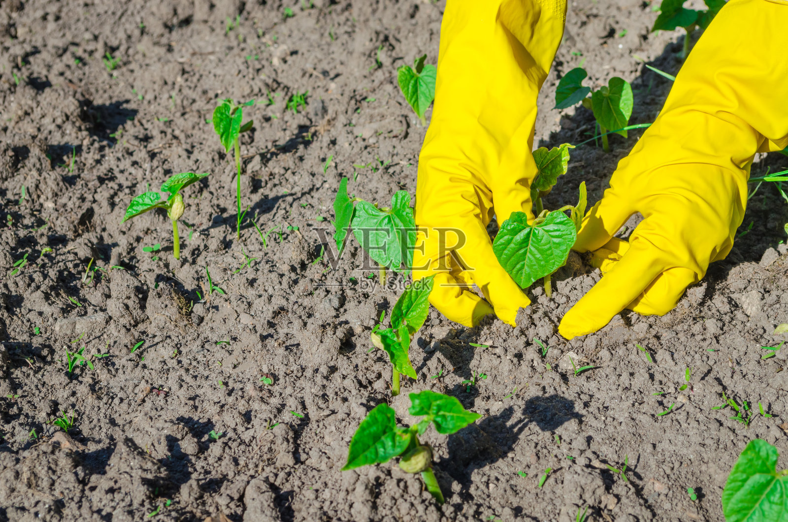 戴着黄色手套的人在地里种植小植物。种田种地的概念。照片摄影图片