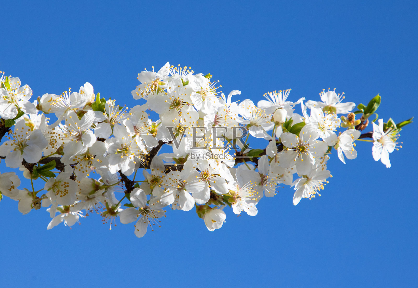 蓝天下白梅枝头的美景照片摄影图片