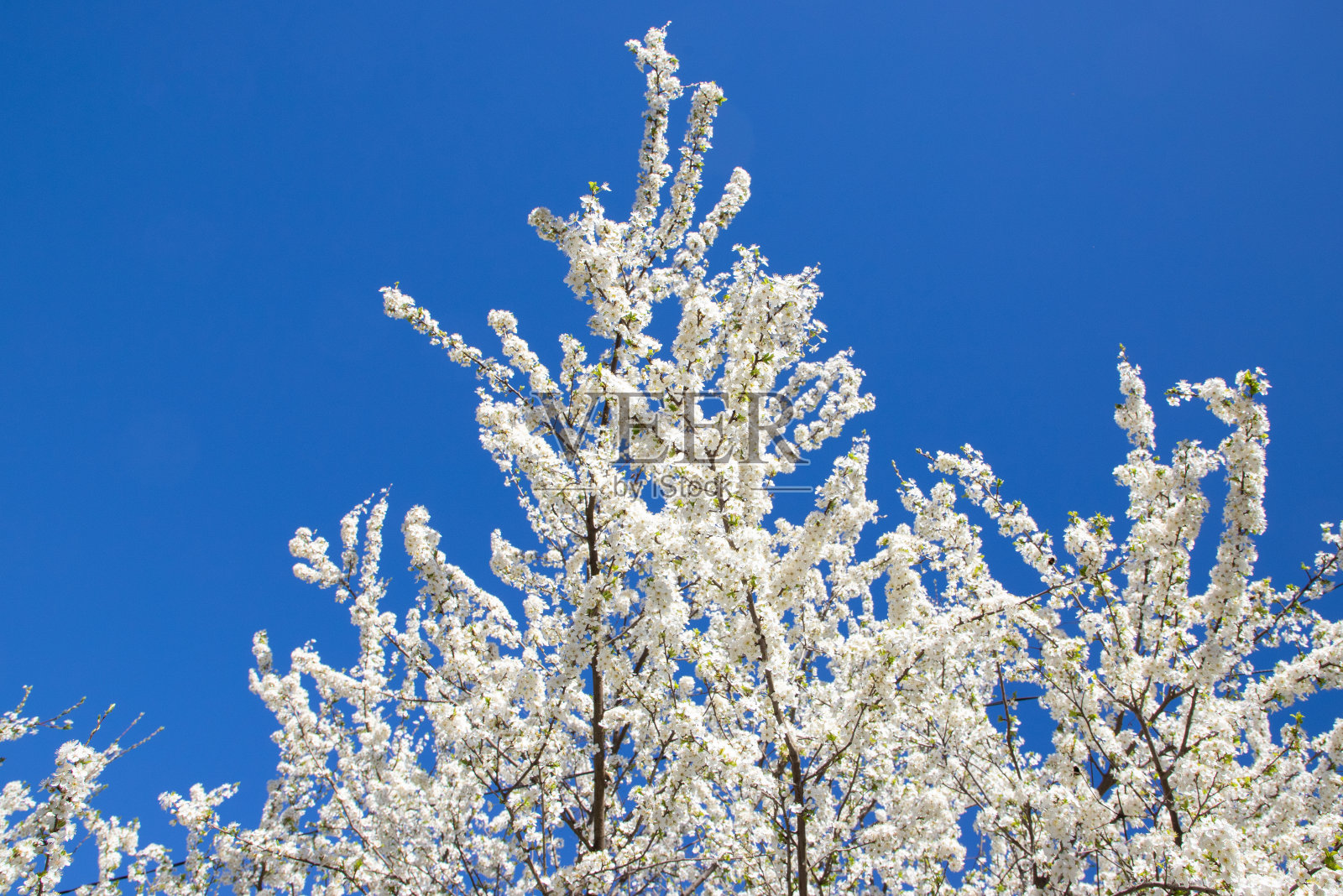 蓝天下白梅枝头的美景照片摄影图片