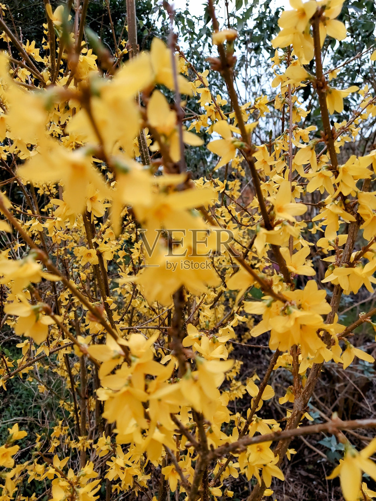 春天照片摄影图片