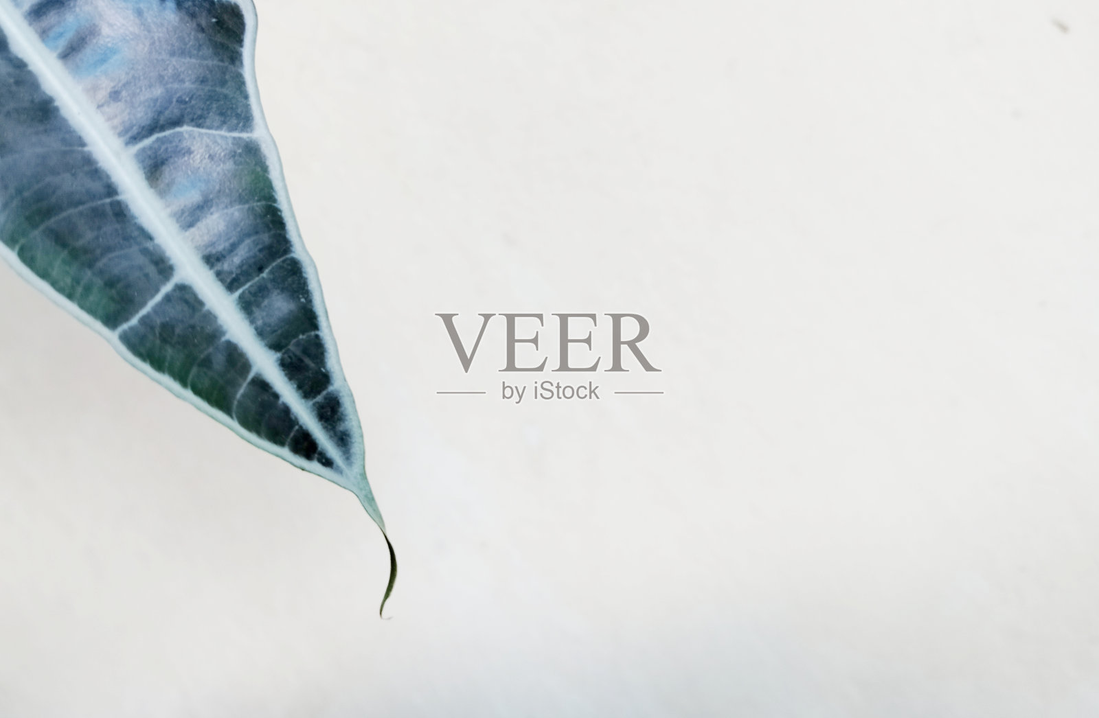 闪亮的绿叶照片摄影图片