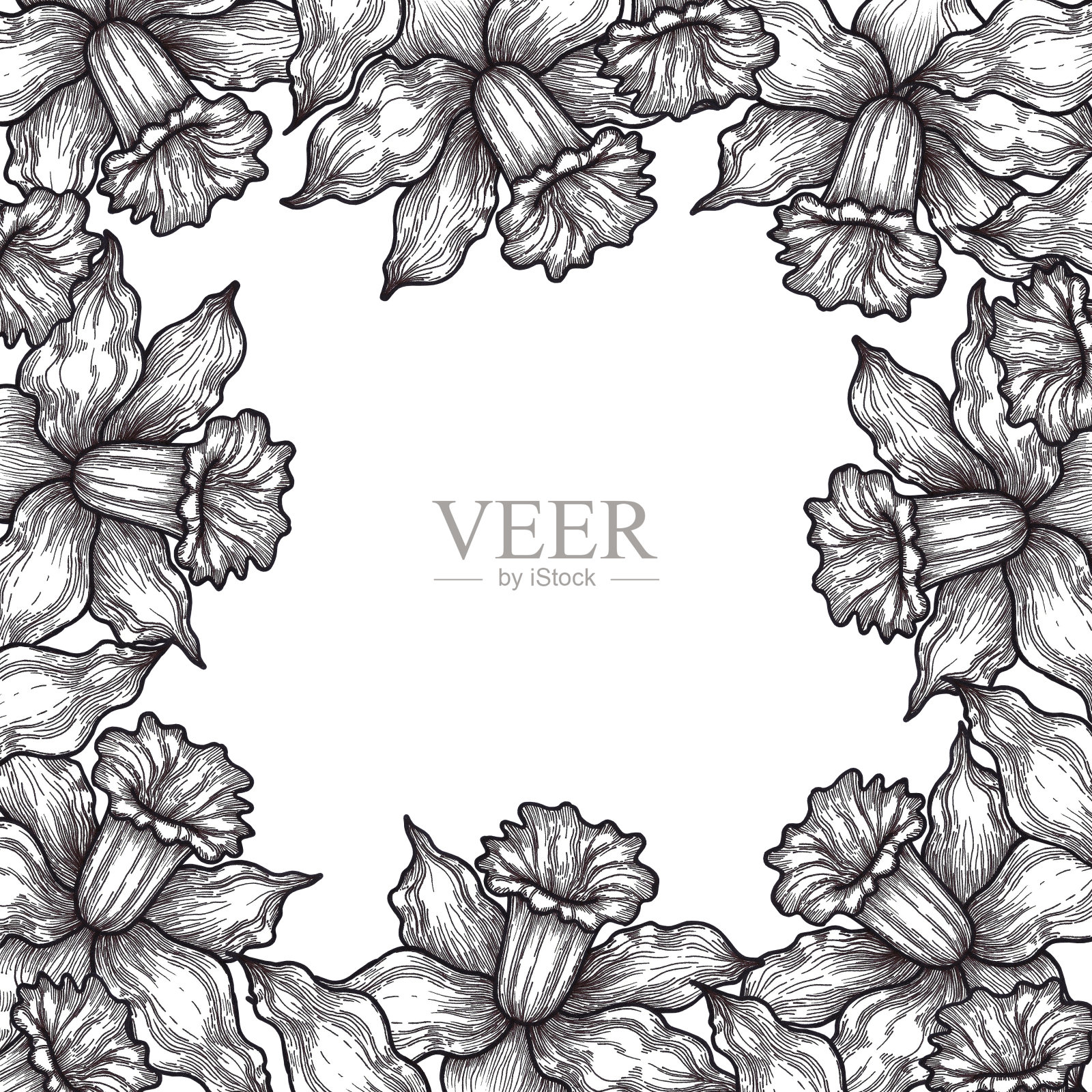 手绘黑色铅笔水仙花画框边界孤立的白色背景。可用于卡片、标签等印刷品。插画图片素材