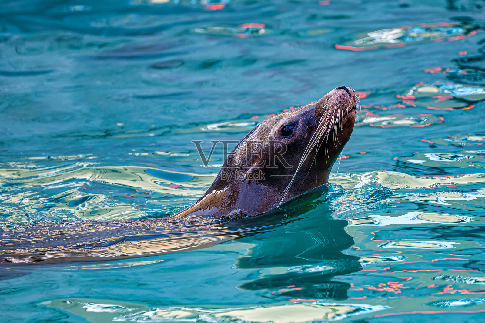 一只海豹在水里游泳的特写照片摄影图片