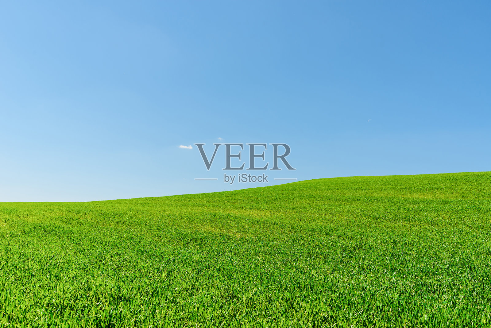 碧绿的麦田春景配上蔚蓝的天空。绿色的农田和蓝色晴朗的天空。照片摄影图片