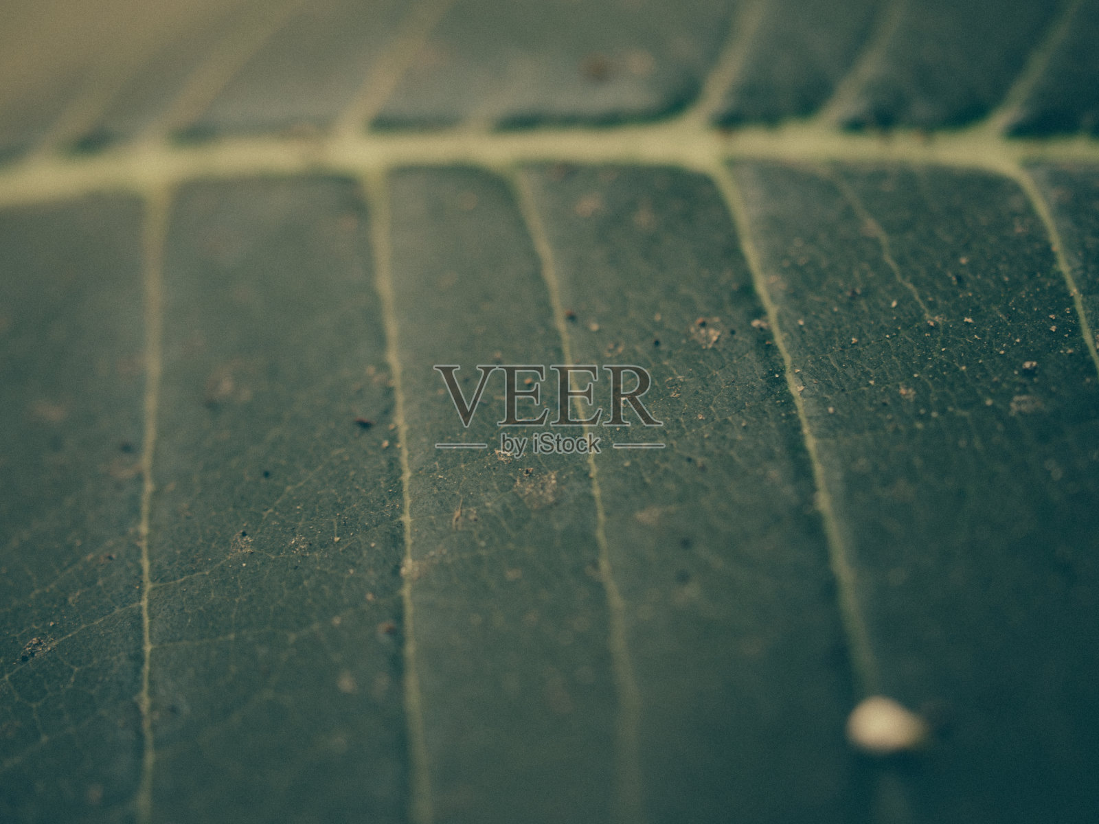 叶片细节特写照片摄影图片