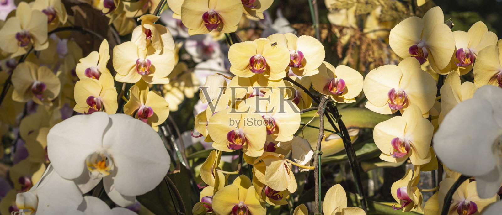 美丽的亮黄色兰花花照片摄影图片