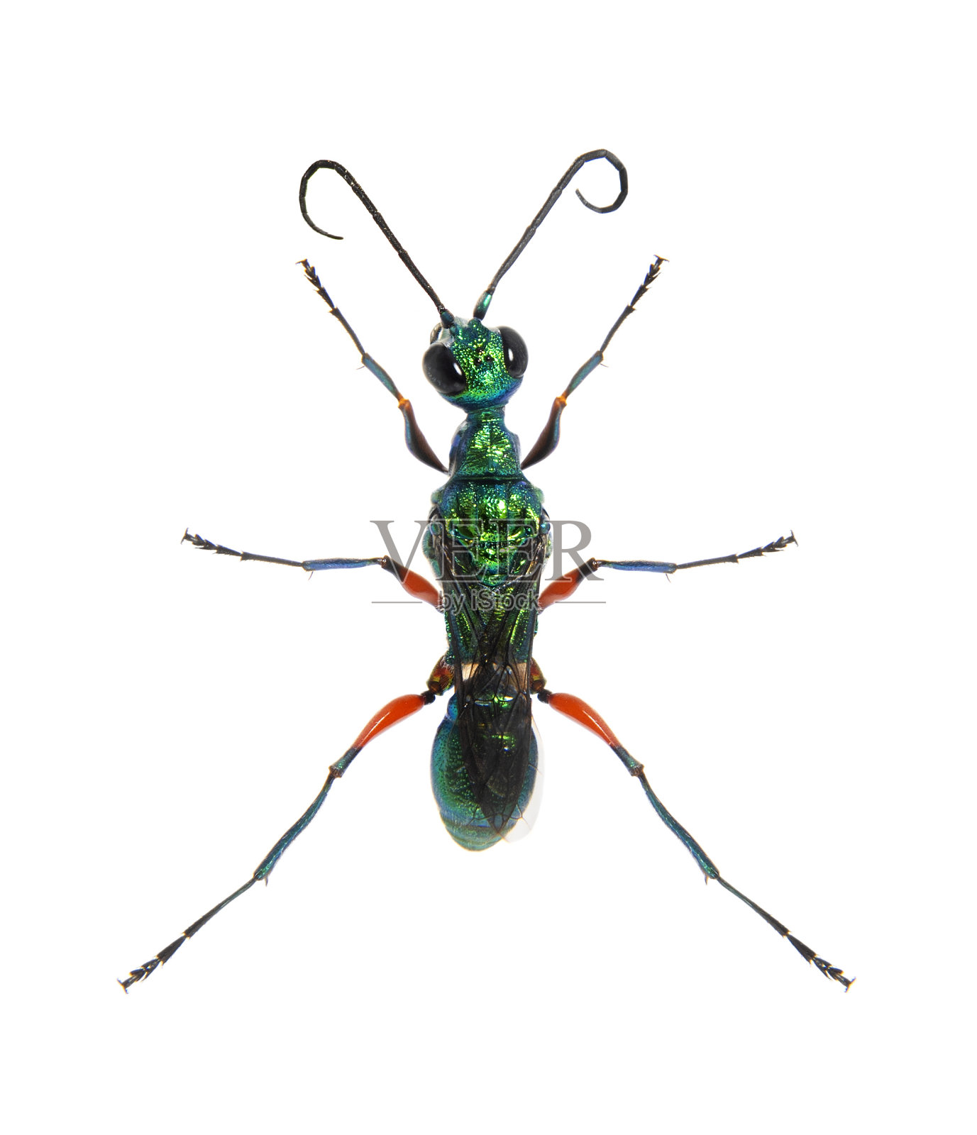 一只祖母绿蟑螂黄蜂的背面，被隔离在白色上照片摄影图片