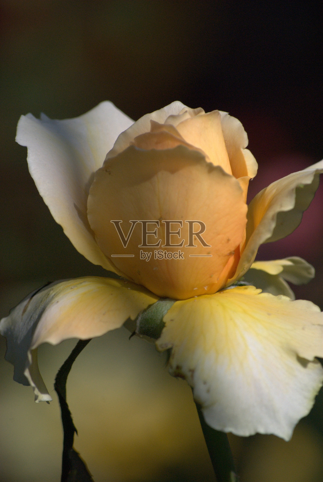 委内瑞拉卡拉波波一个下雨的下午，鲜花盛开。照片摄影图片