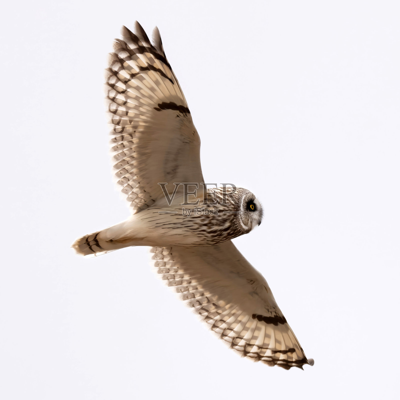 飞行中的短耳猫头鹰照片摄影图片