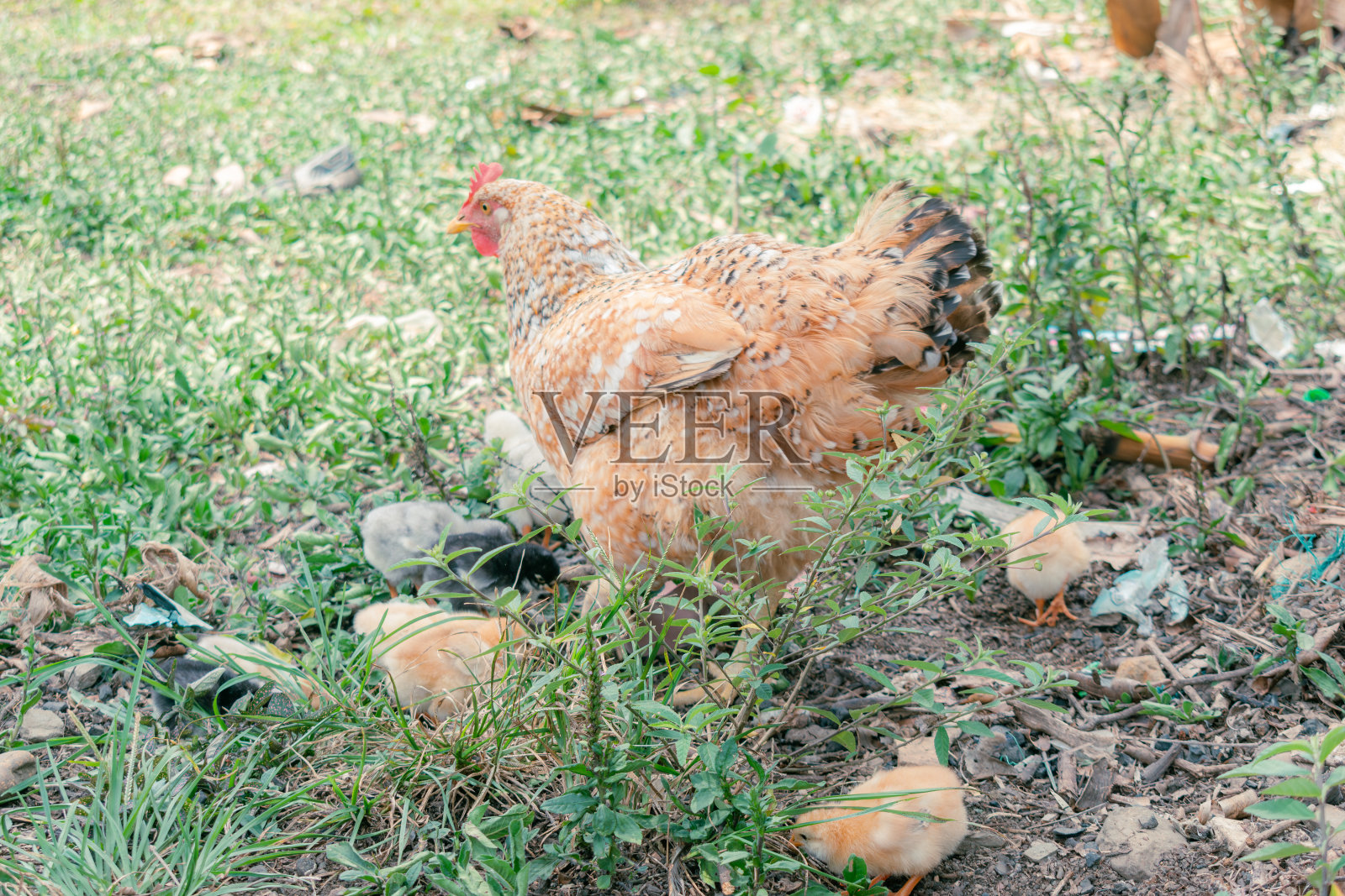 克里奥尔母鸡和她的小鸡吃草照片摄影图片