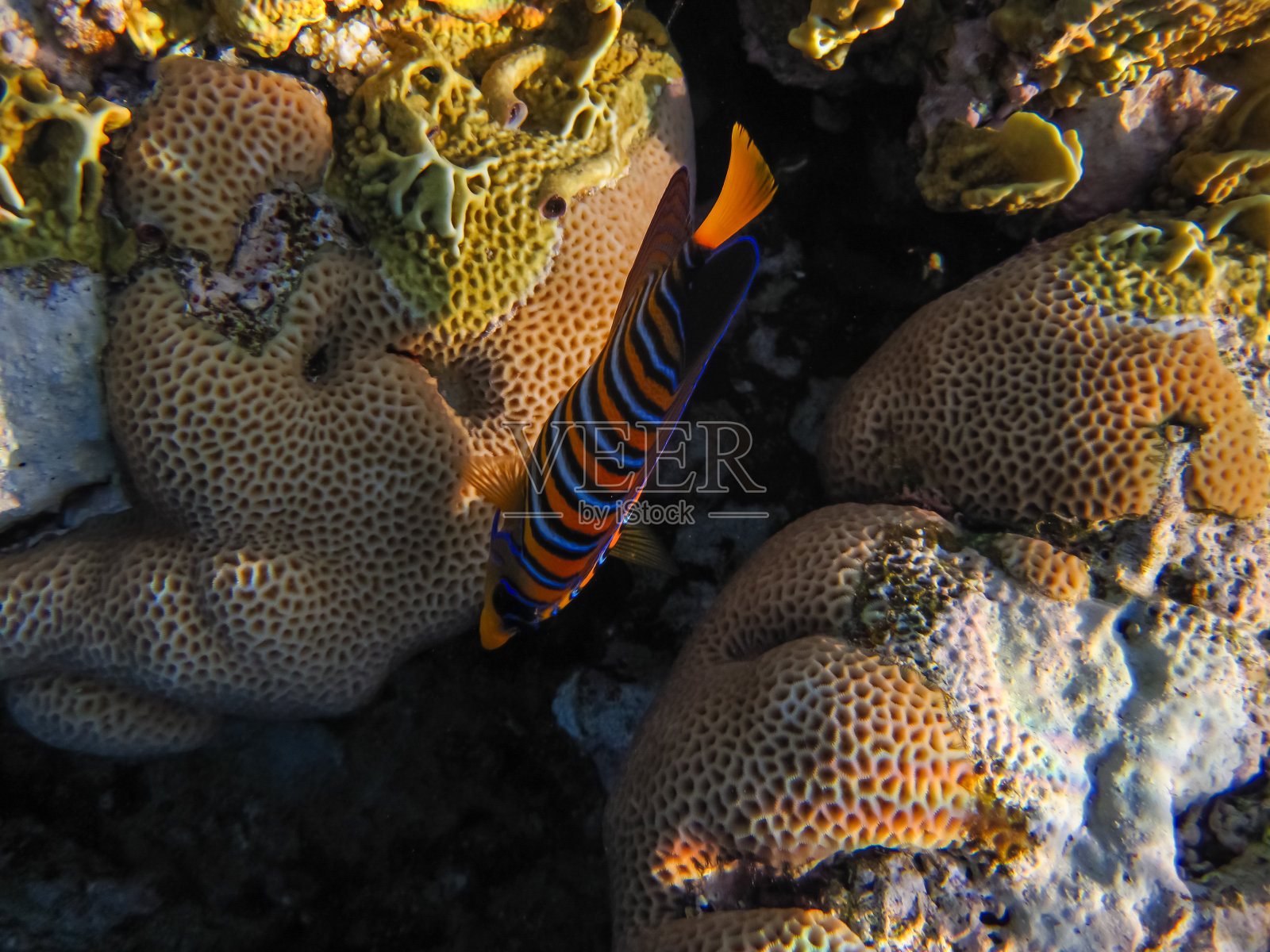 红海的珊瑚礁生态系统照片摄影图片