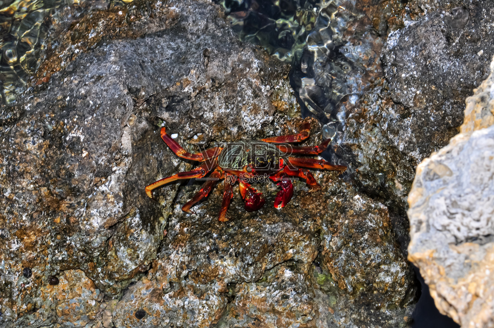 一只爬上岩石的海蟹照片摄影图片