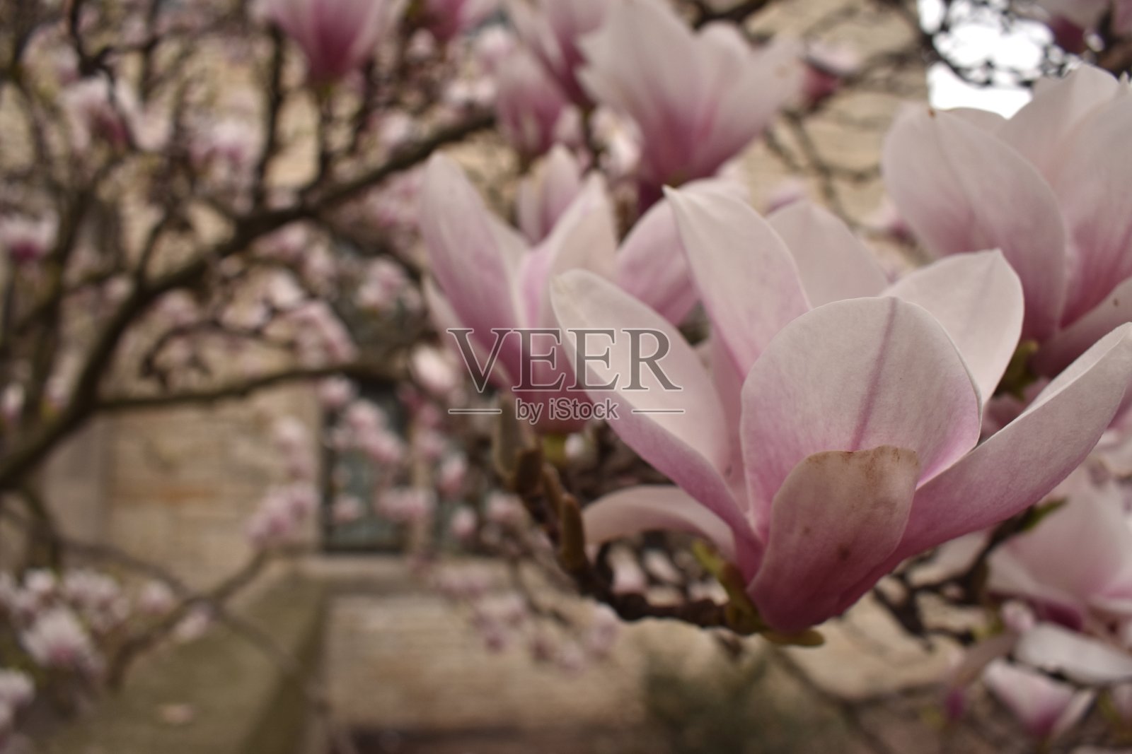 木兰照片摄影图片