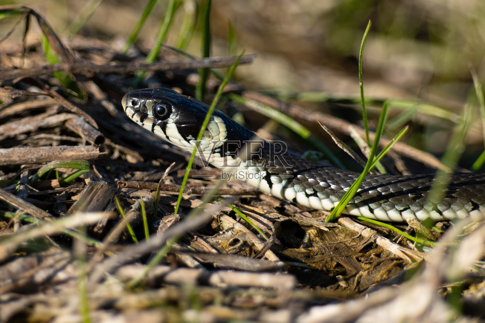 蛇照片摄影图片