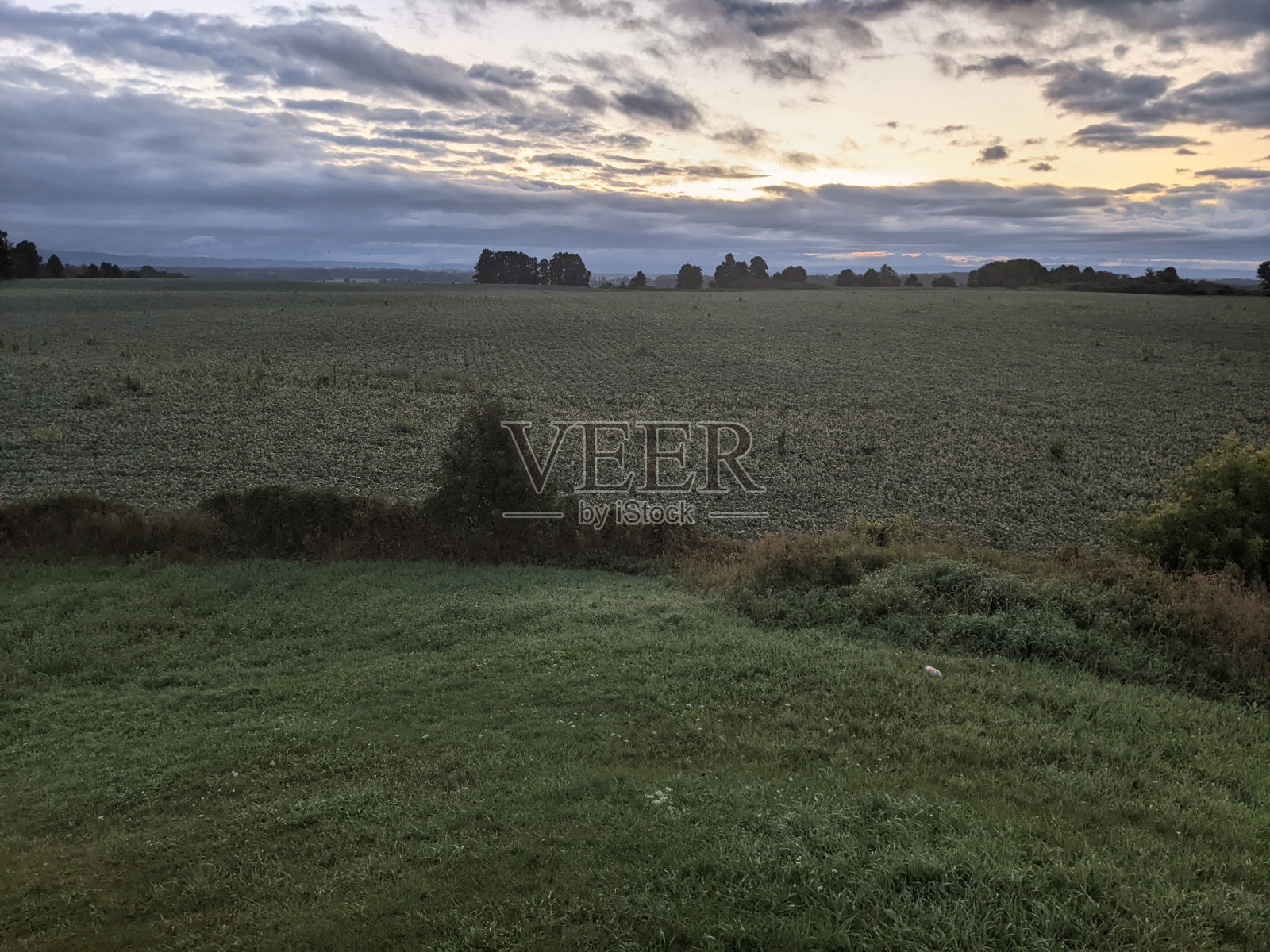 大豆照片摄影图片