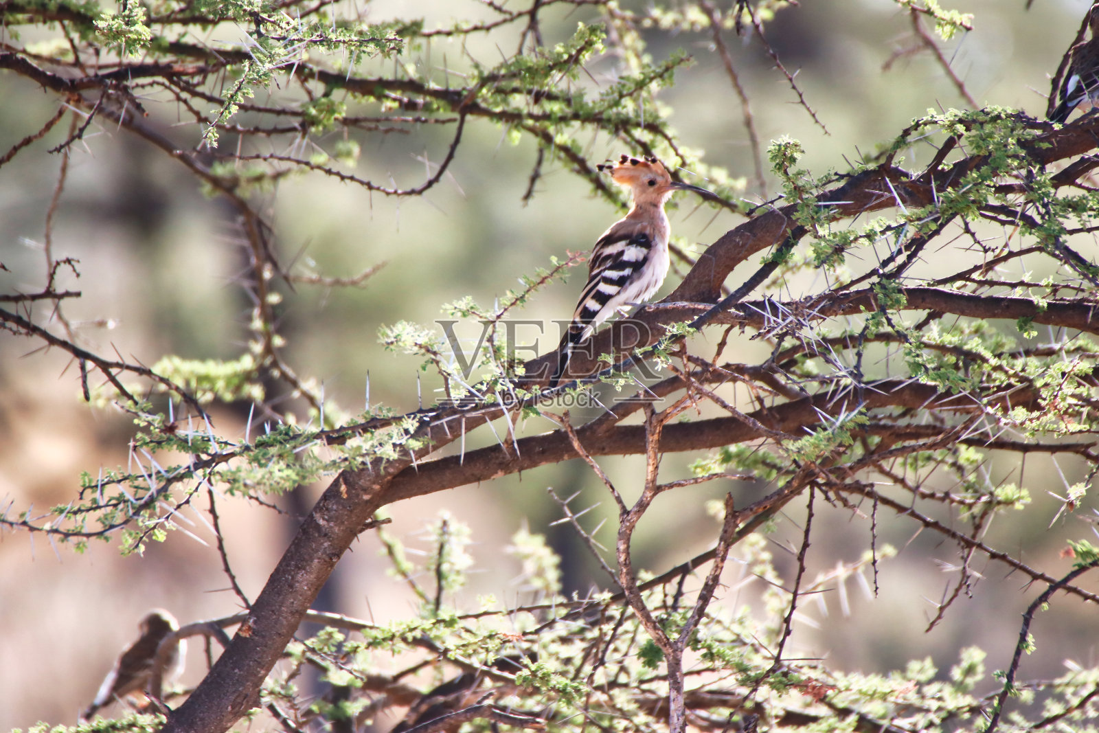 欧亚马头翁桑布鲁照片摄影图片