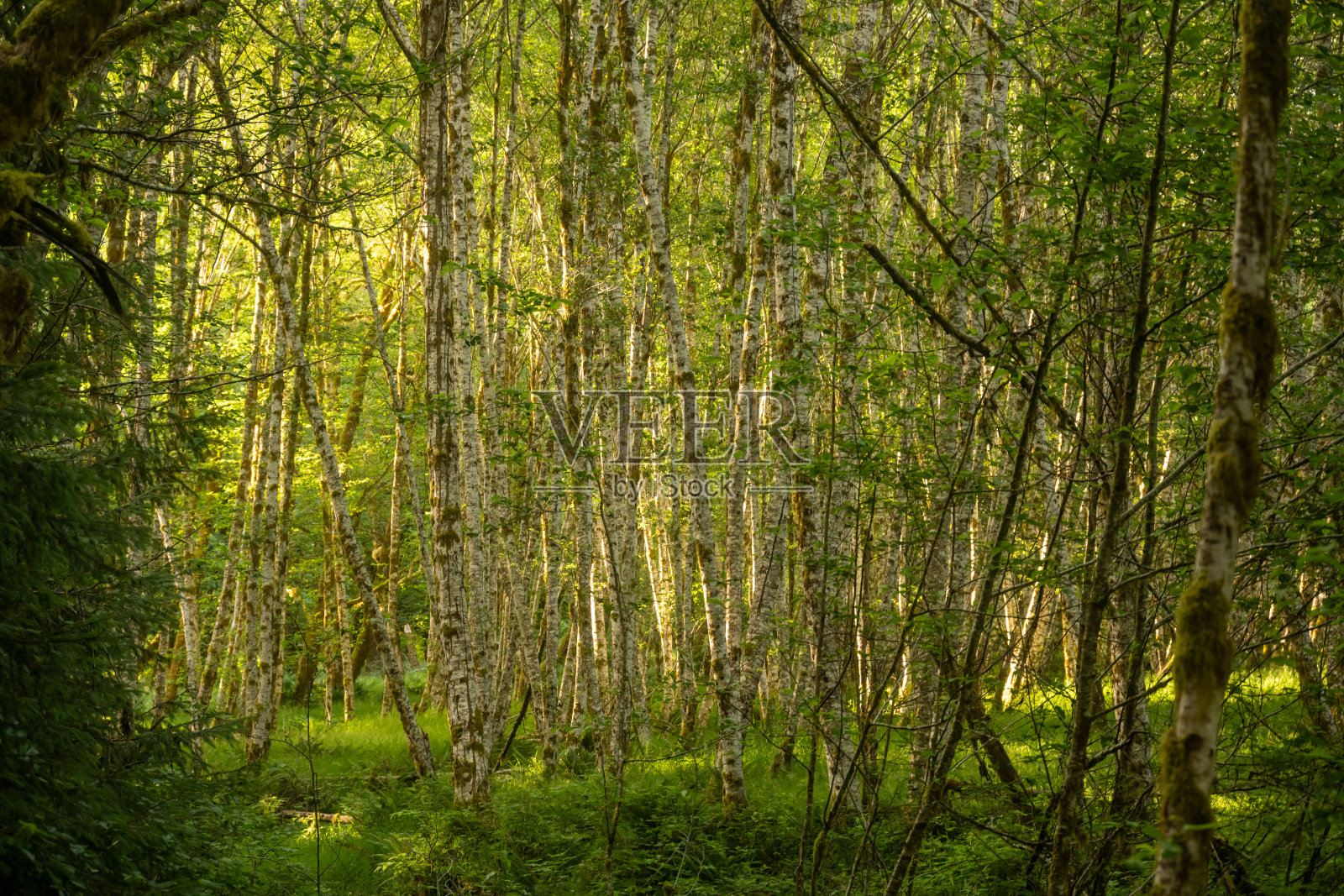明亮的绿草填满了桦树树林下的森林地面照片摄影图片