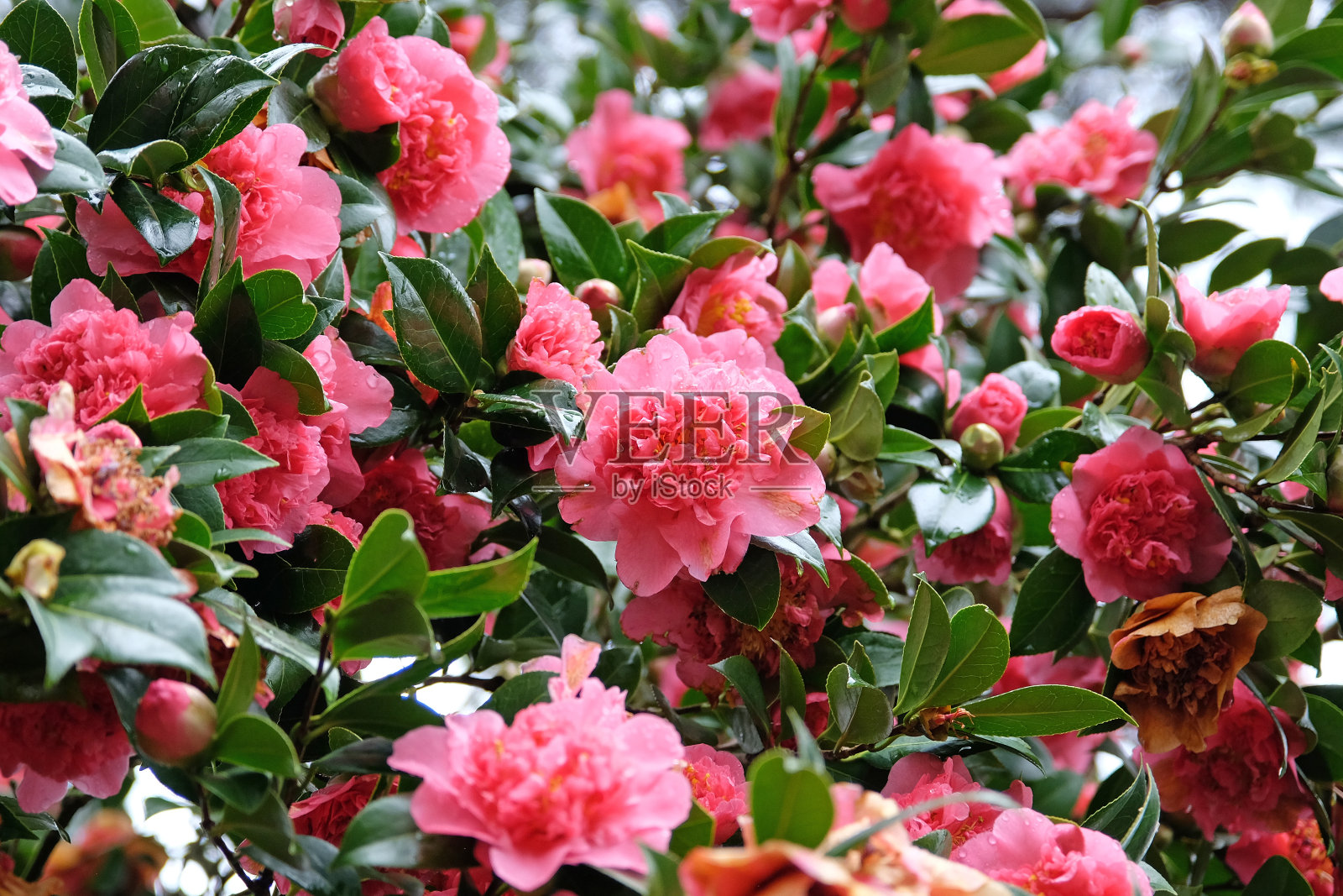 亮粉色重瓣芍药山茶花'劳拉博斯卡文'。照片摄影图片