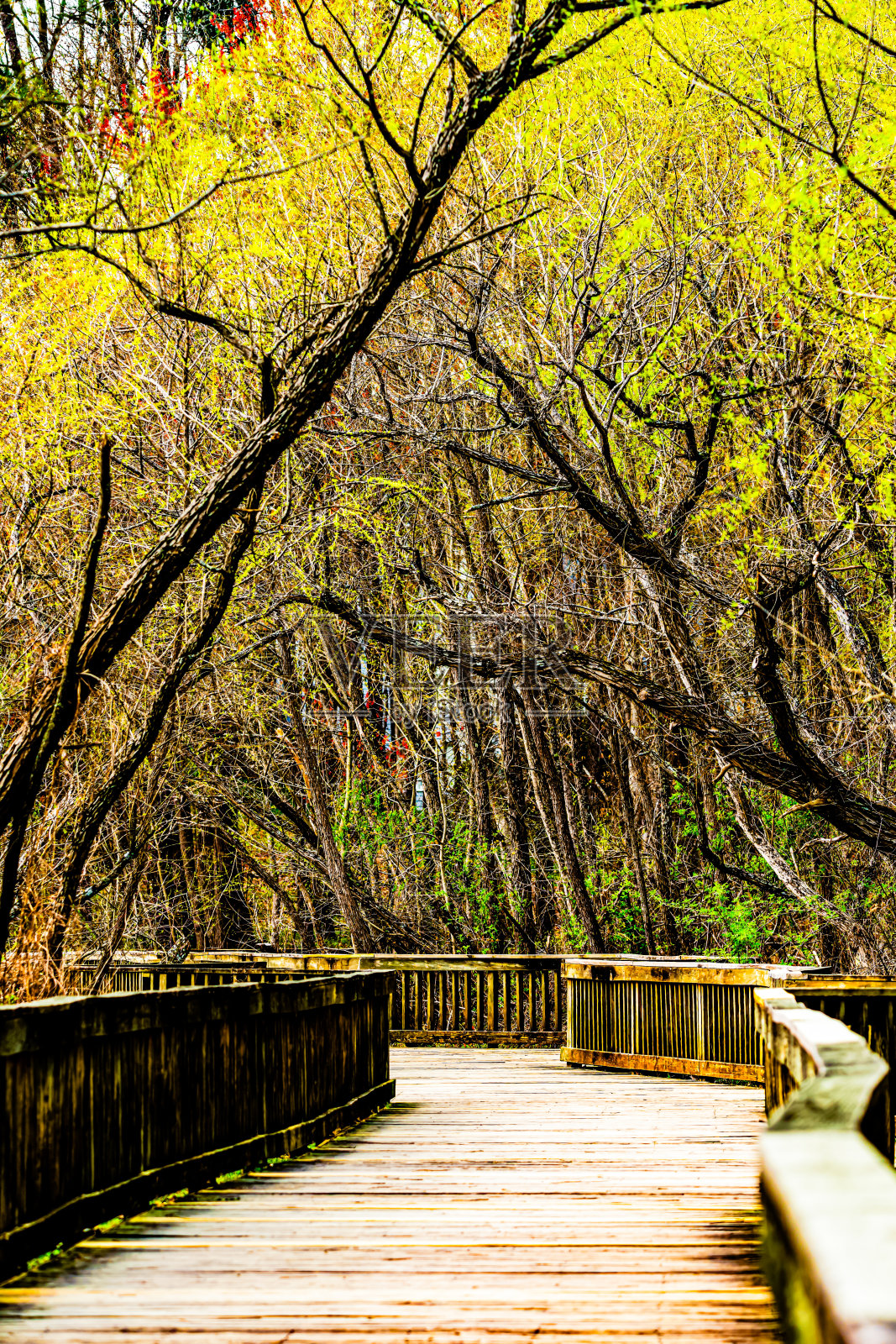 穿过黑柳森林的木板路照片摄影图片