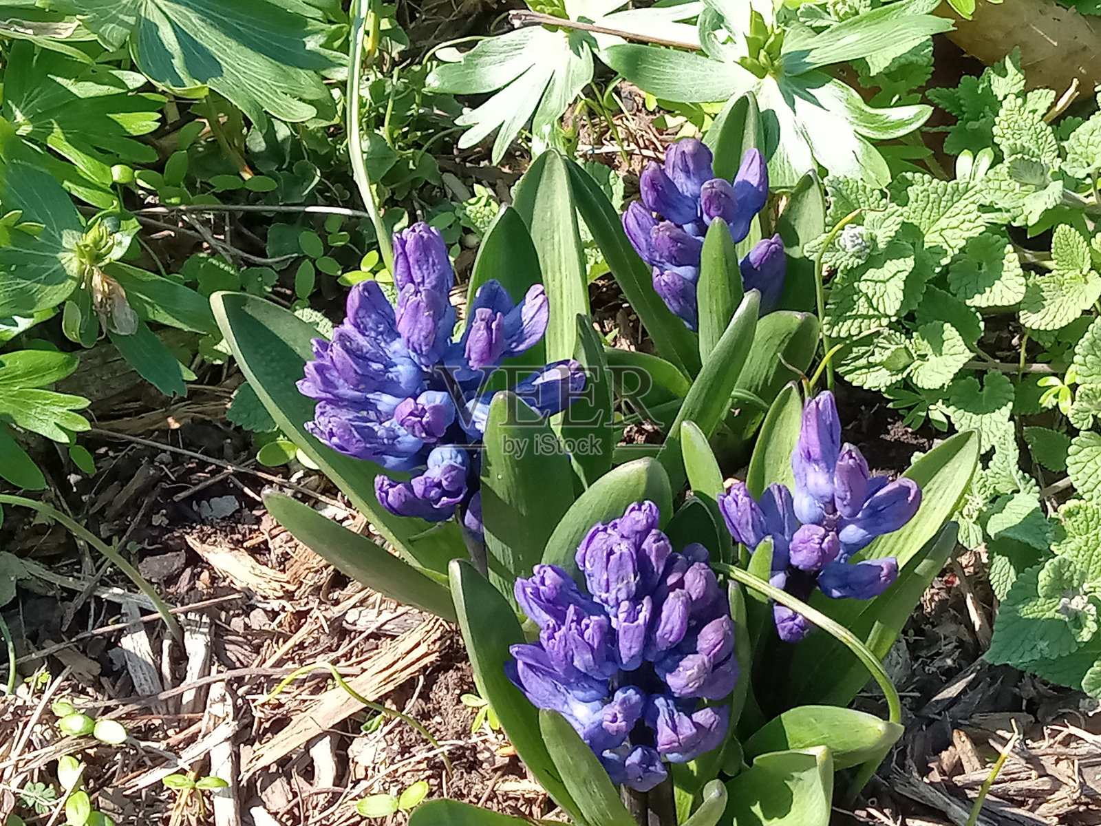 风信子照片摄影图片