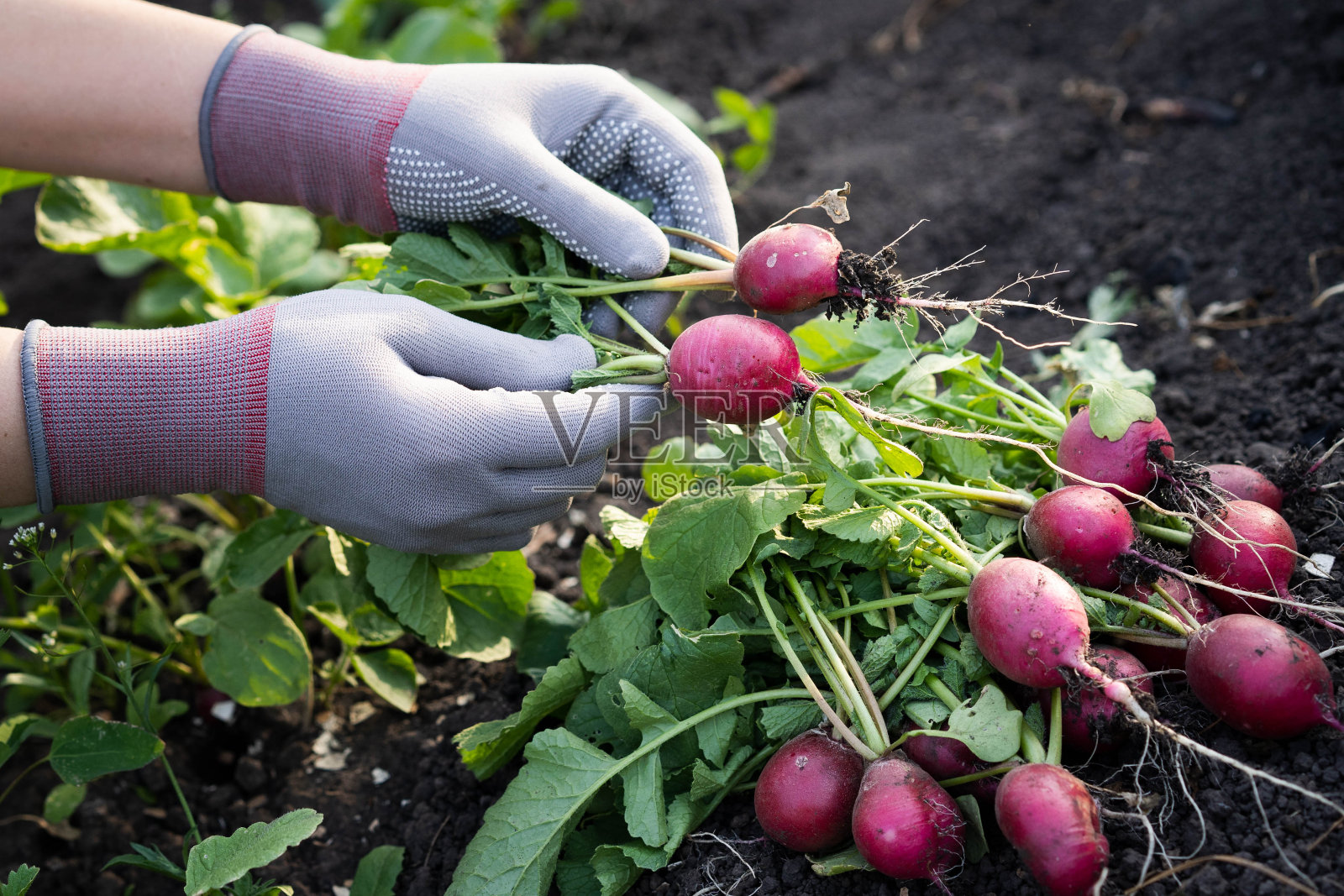 特写，有机新鲜蔬菜。农夫手里拿着一个新鲜的萝卜。当地食物。照片摄影图片